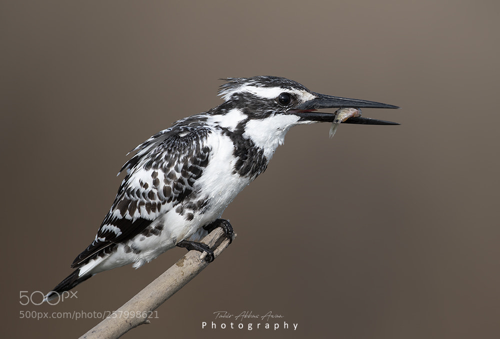 Nikon D500 sample photo. Pied kingfisher photography