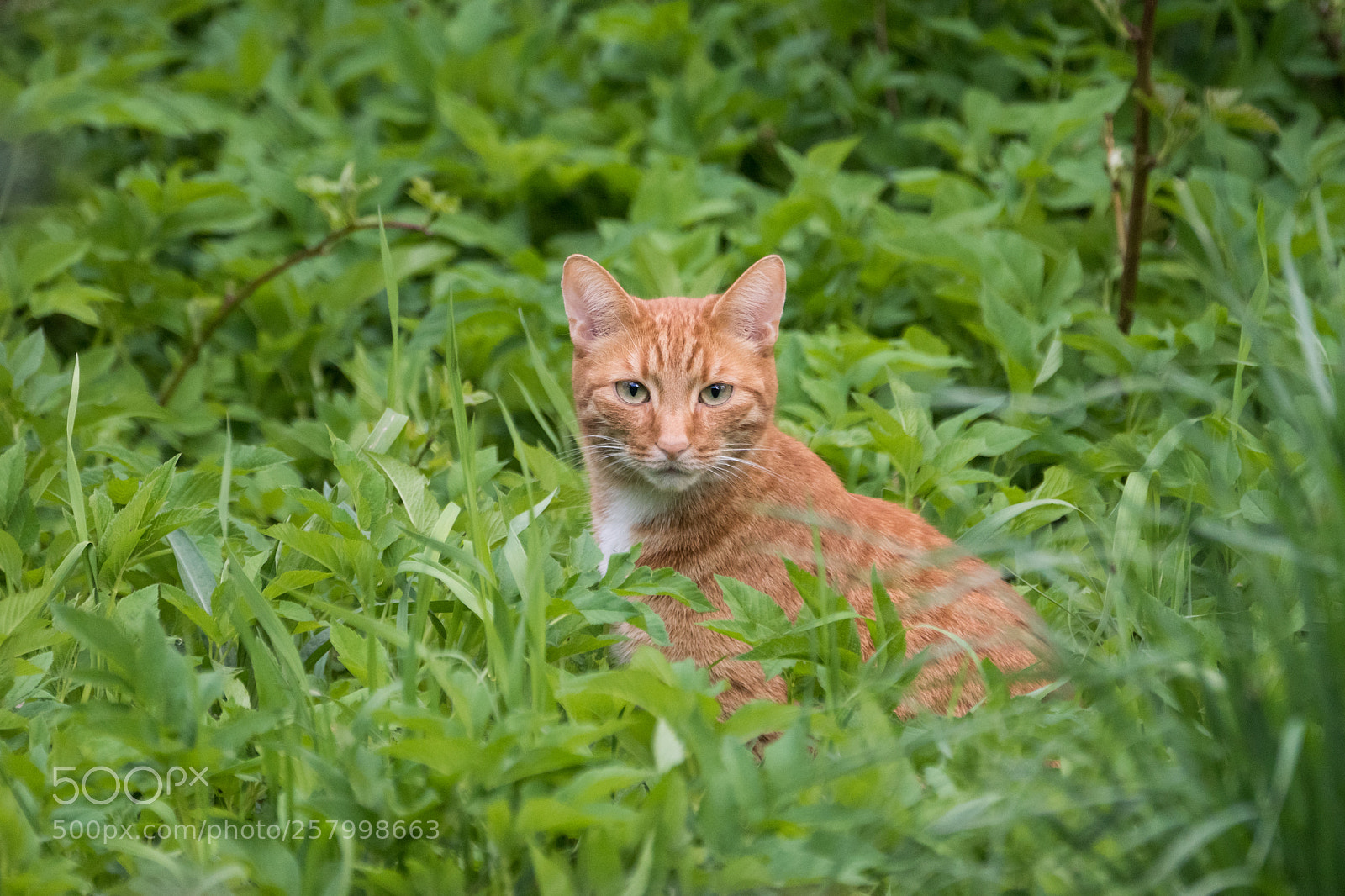 Sony ILCA-77M2 sample photo. Beauty cat looking at photography