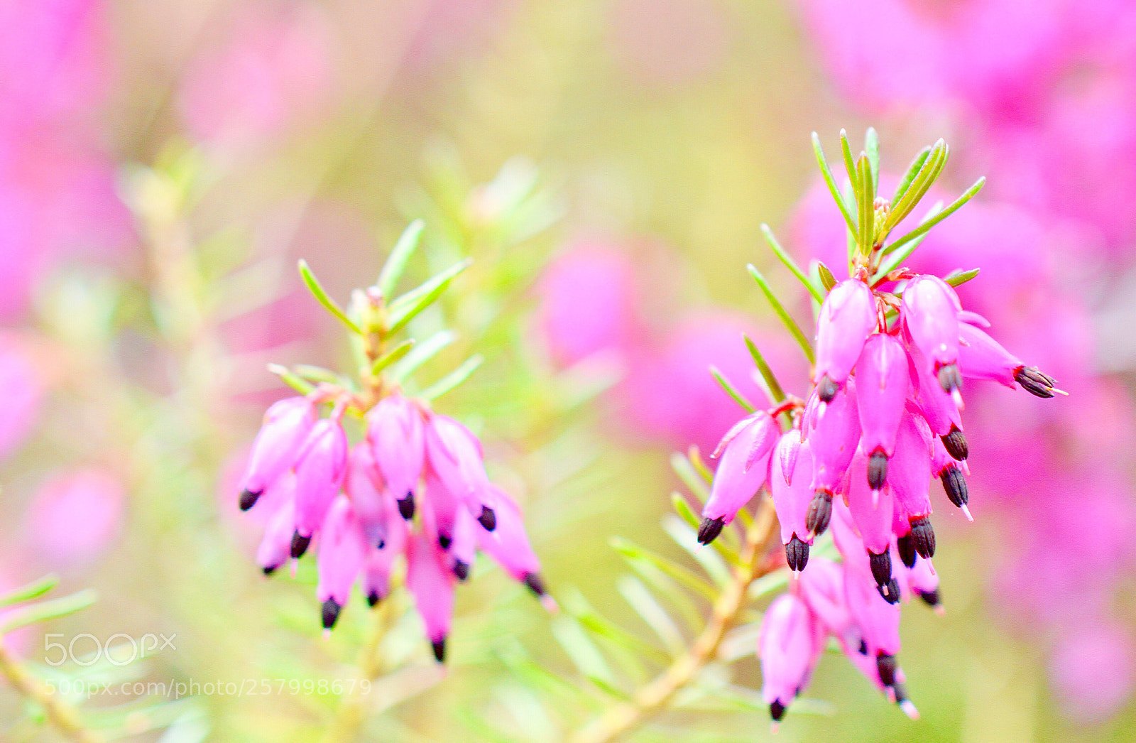 Nikon D3200 sample photo. Smiling *¨* photography