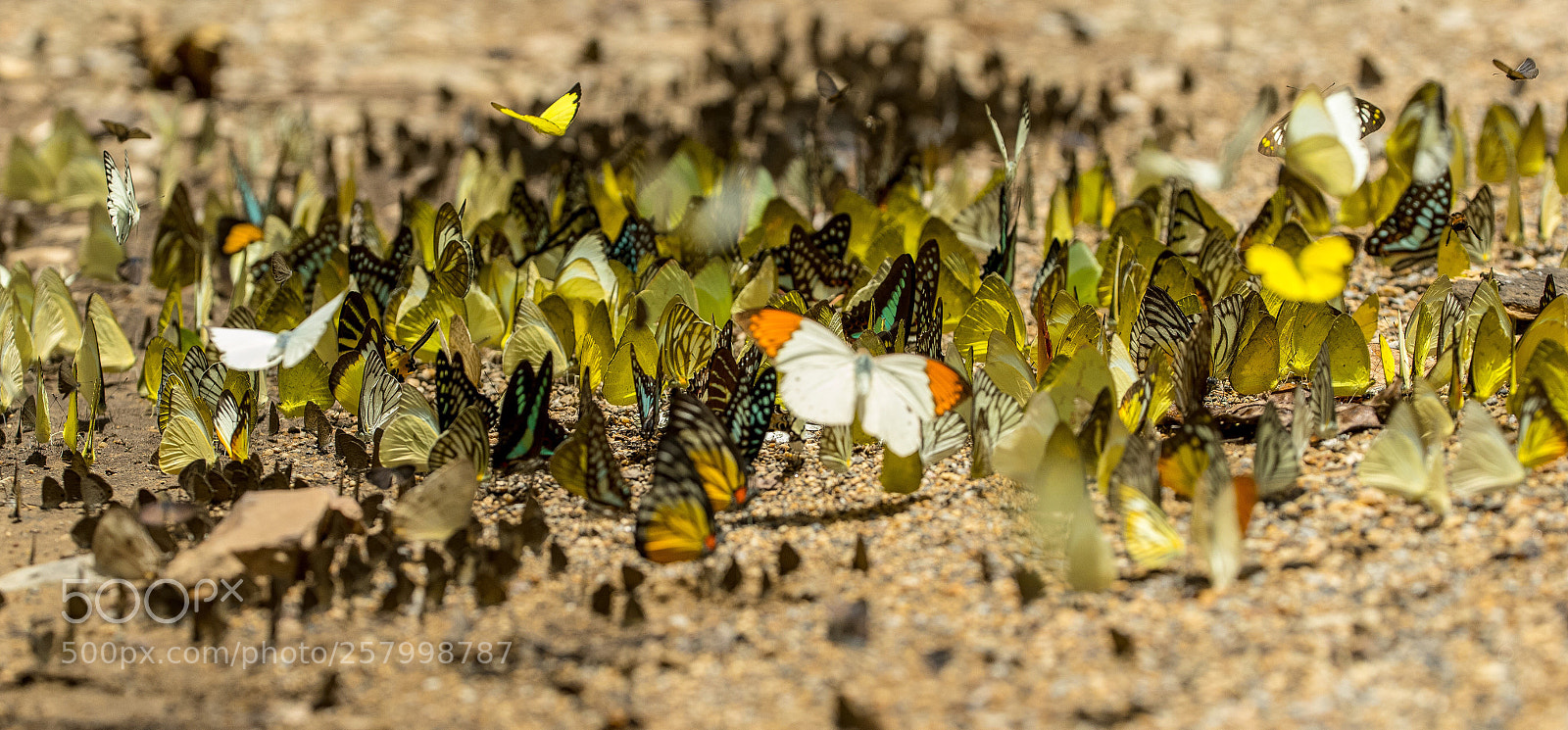 Canon EOS-1D X Mark II sample photo. Times of butterfly  photography