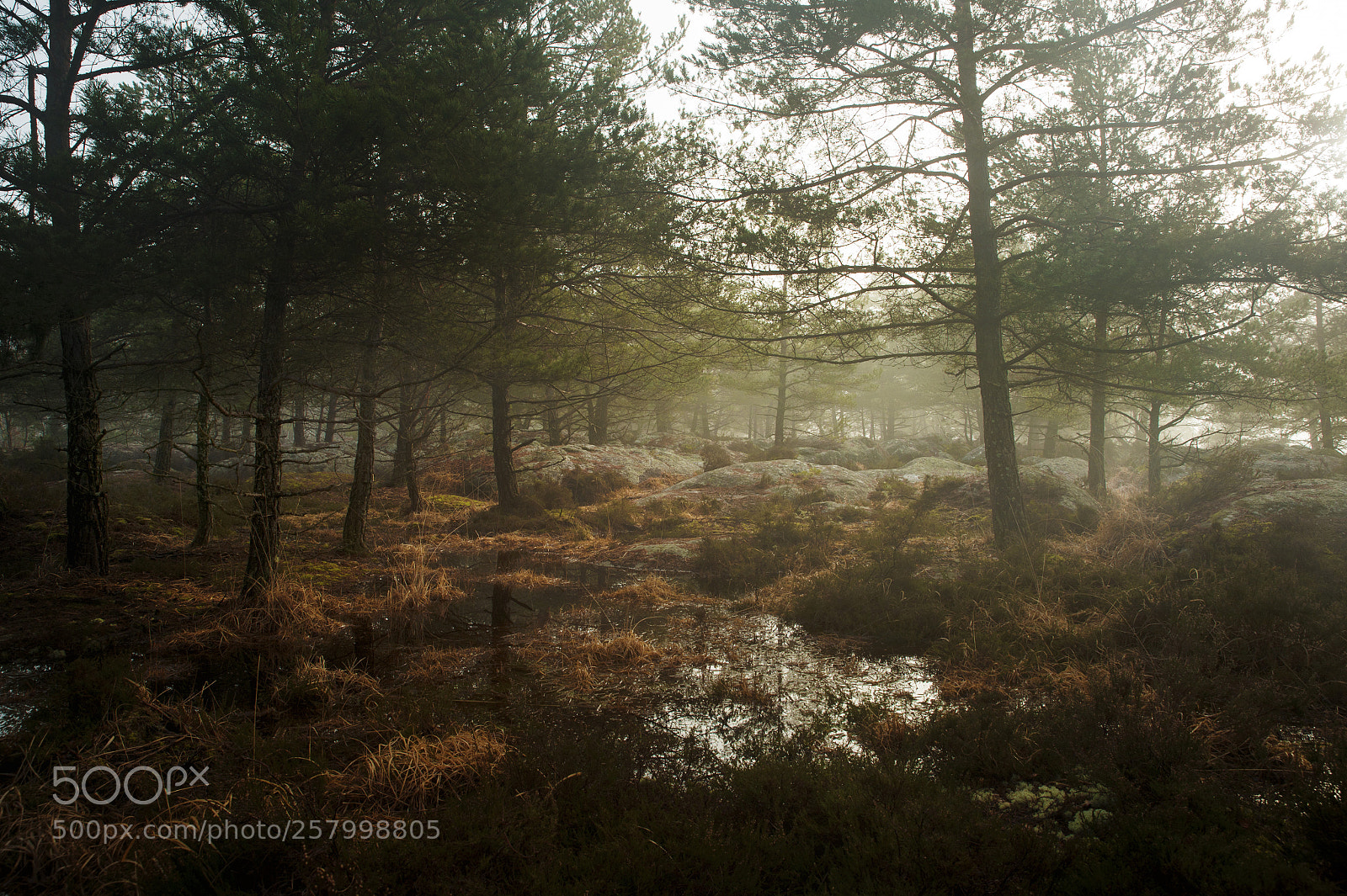 Nikon Df sample photo. Back to fontainebleau photography