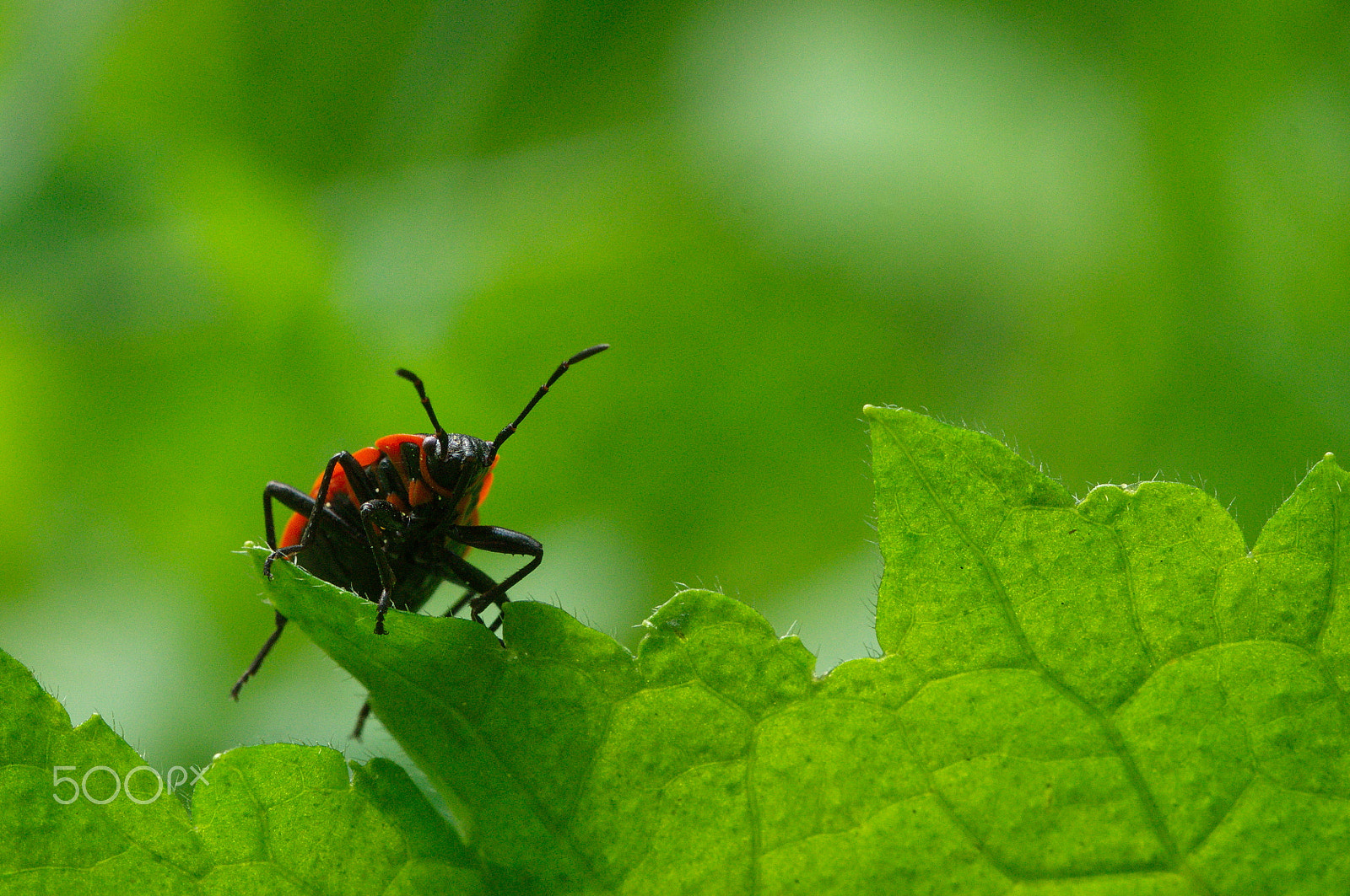 Tamron SP 90mm F2.8 Di VC USD 1:1 Macro sample photo. Käfer photography