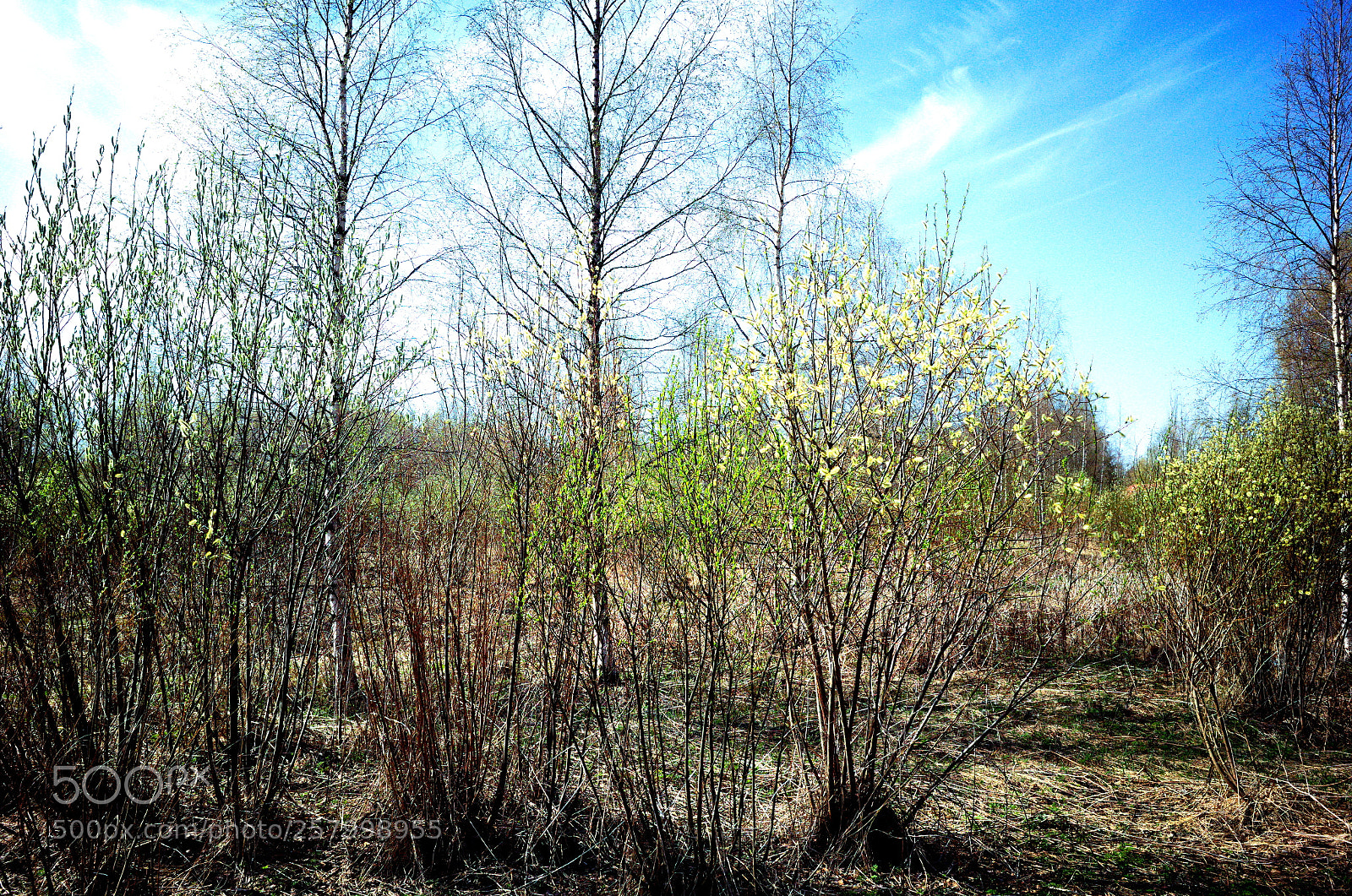 Ricoh GR II sample photo. Early summer, northern finland photography