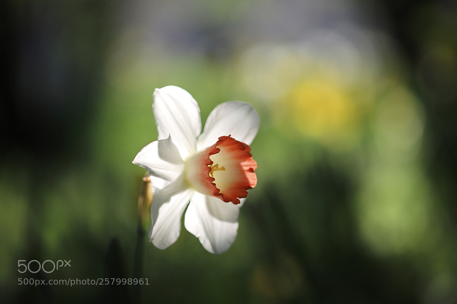 Canon EOS 6D Mark II sample photo. Daffodil photography