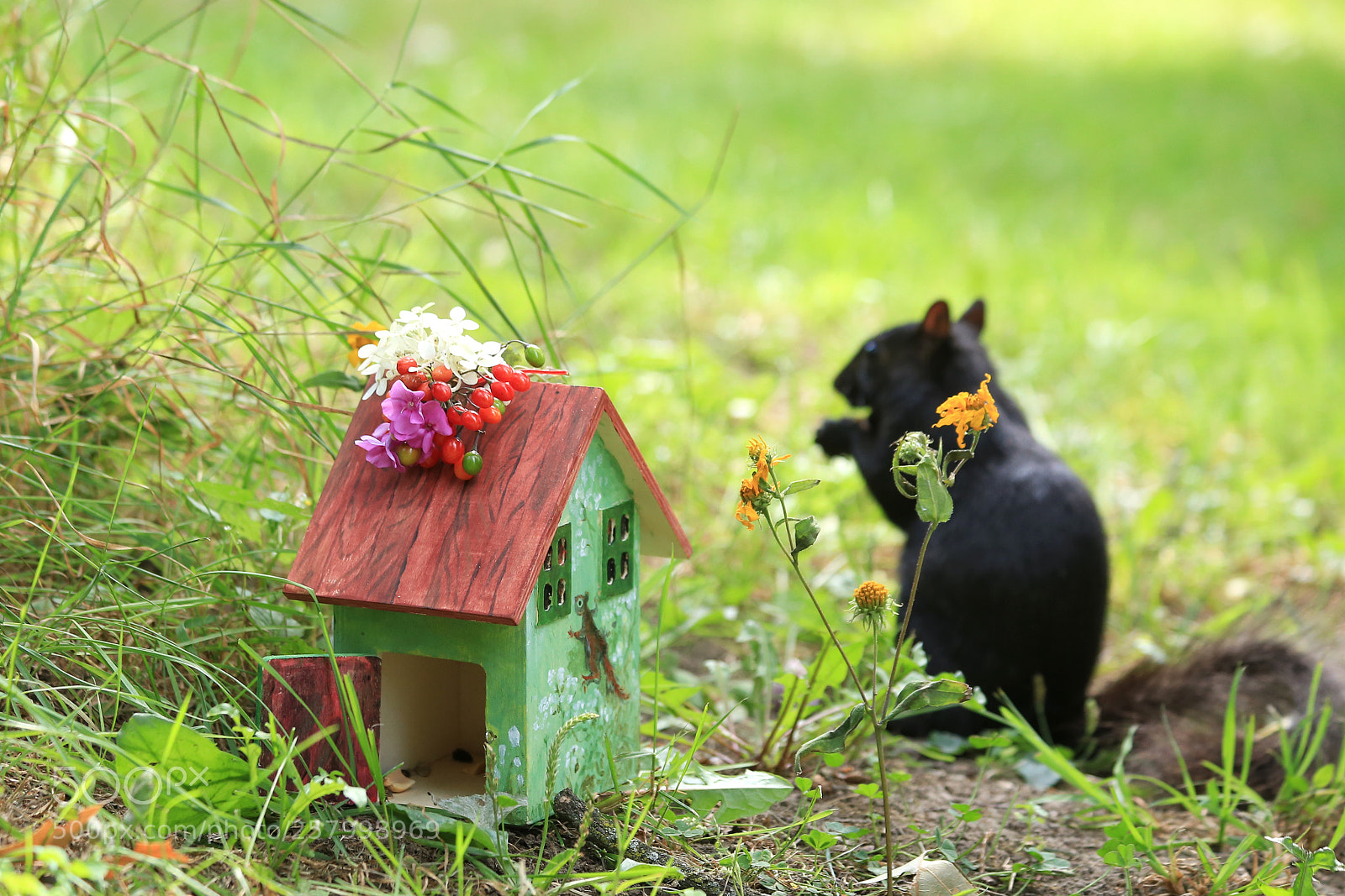 Canon EOS 6D sample photo. Squirrel photography