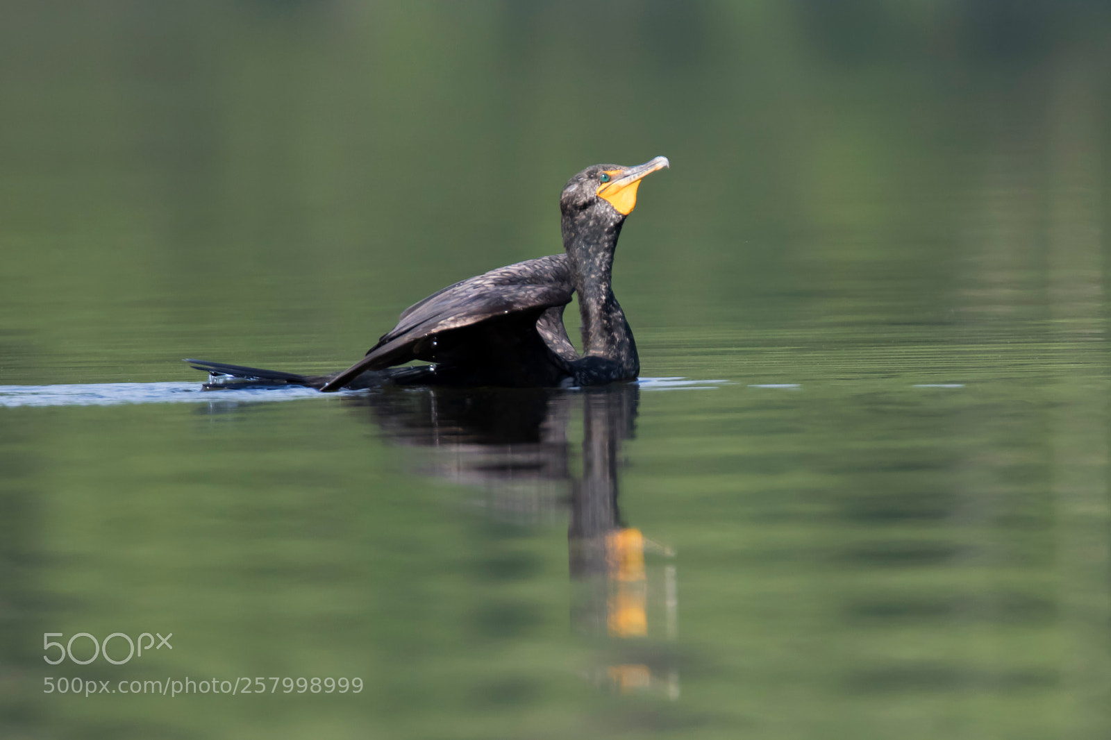 Canon EOS 7D Mark II sample photo. Cormorant photography