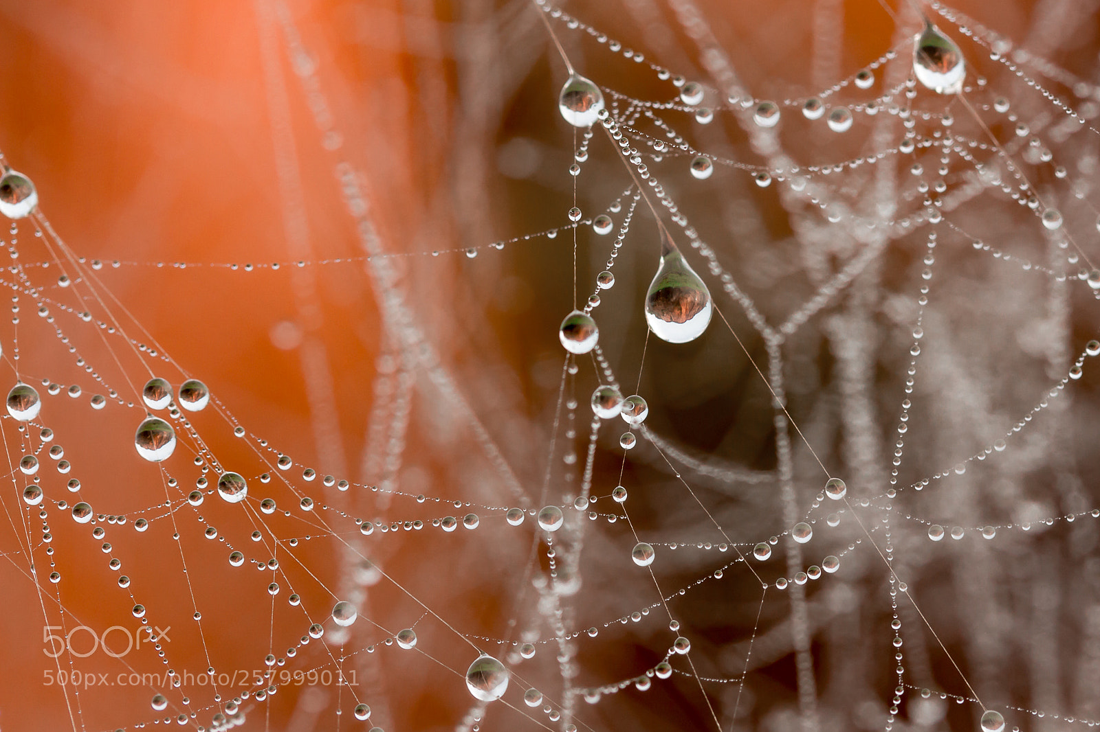 Canon EOS 700D (EOS Rebel T5i / EOS Kiss X7i) sample photo. The world in drops photography