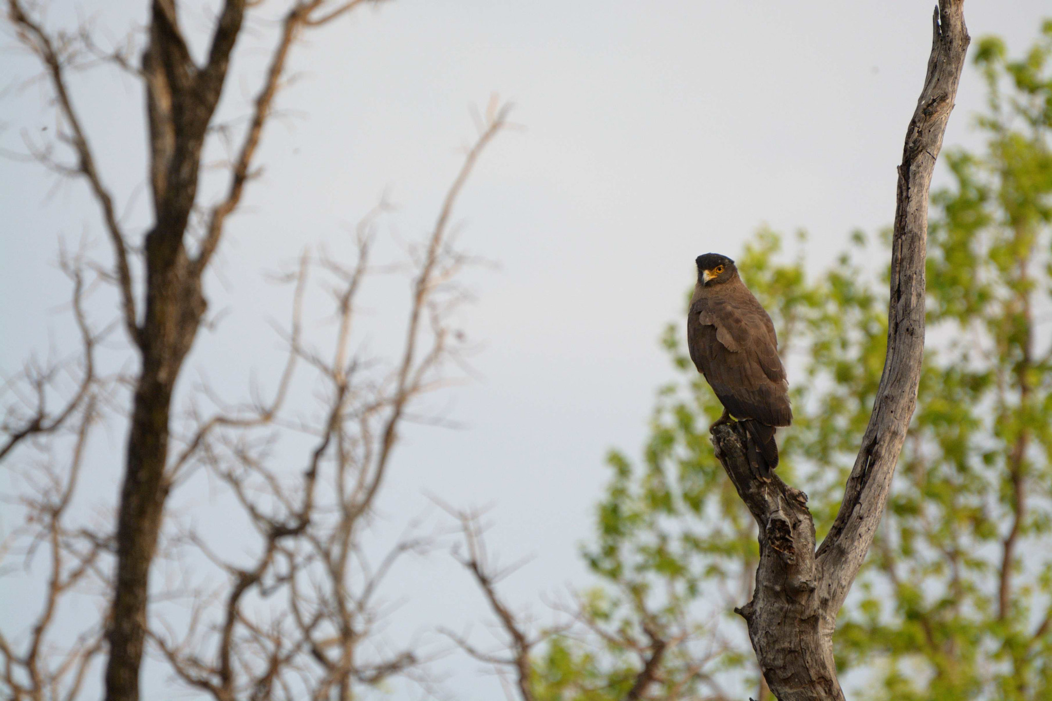 Nikon D5200 sample photo. Serpent eagle photography