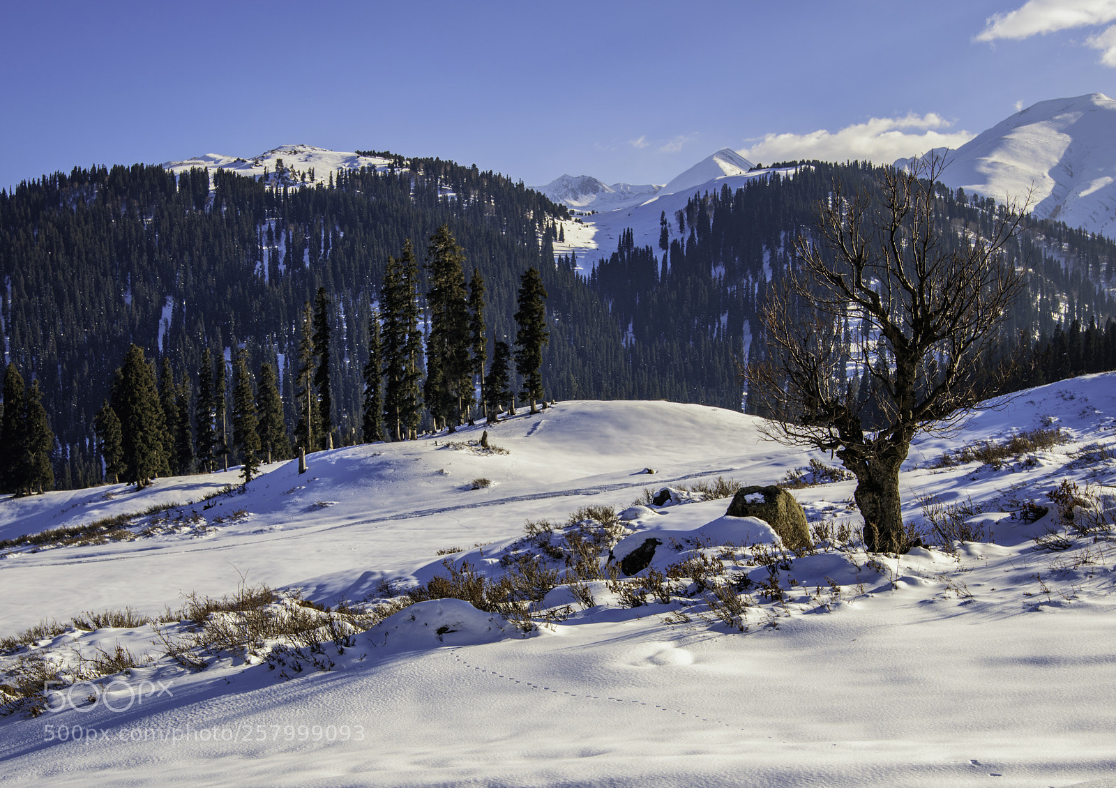 Nikon D850 sample photo. Virgin nature photography
