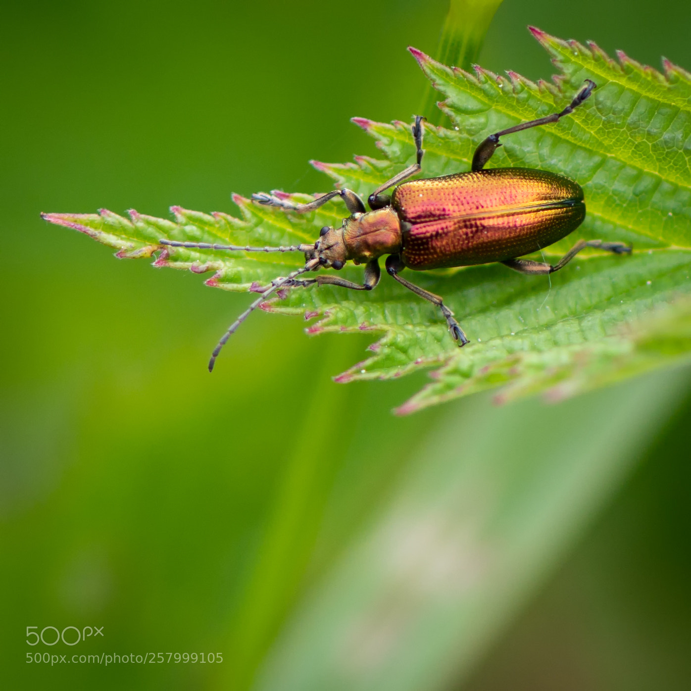 Nikon D810 sample photo. Bearbeitet photography