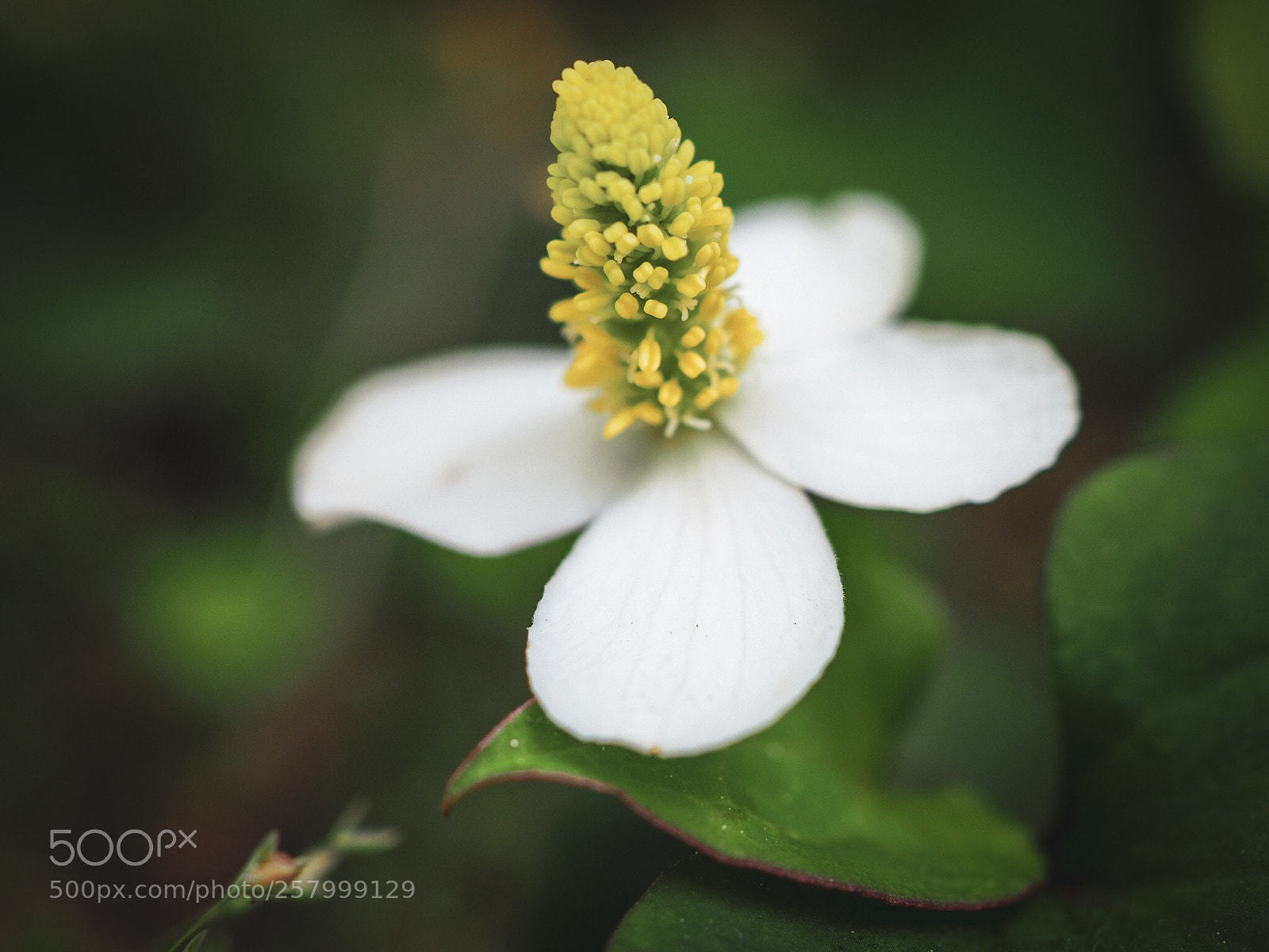 Olympus PEN-F sample photo. Houttuynia cordata photography