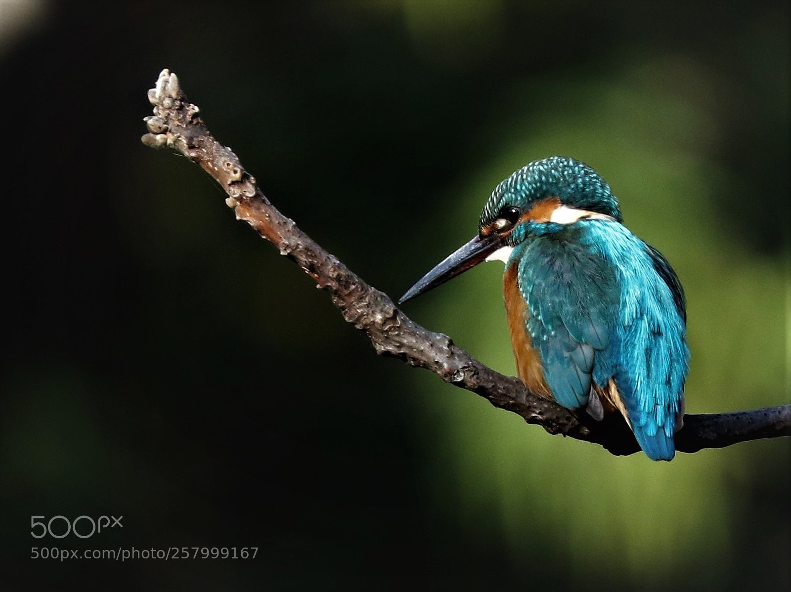 Canon EOS M5 sample photo. Kingfisher photography
