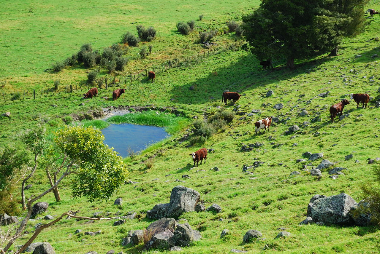 Nikon D80 sample photo. Northland,new zealand photography