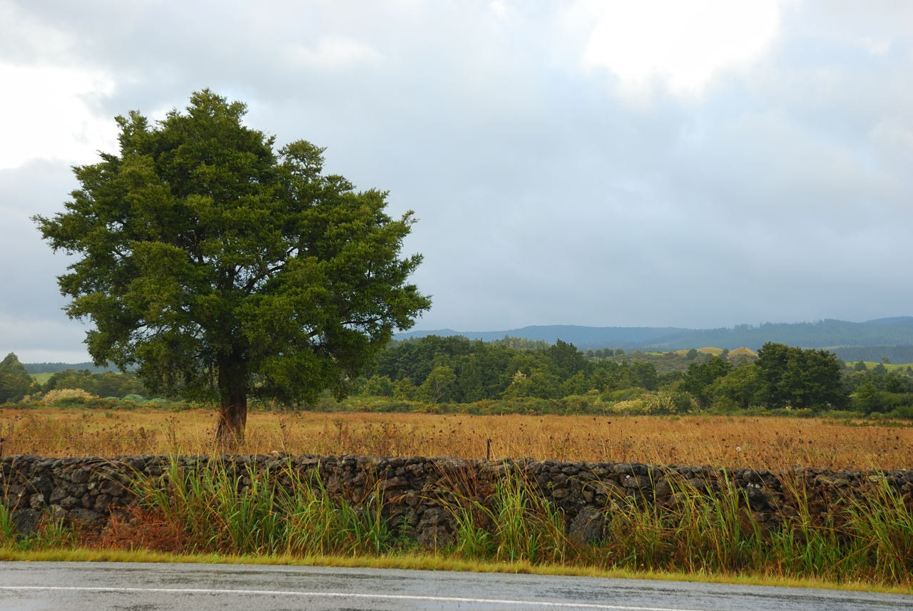 Nikon D80 sample photo. Northland, new zealand photography