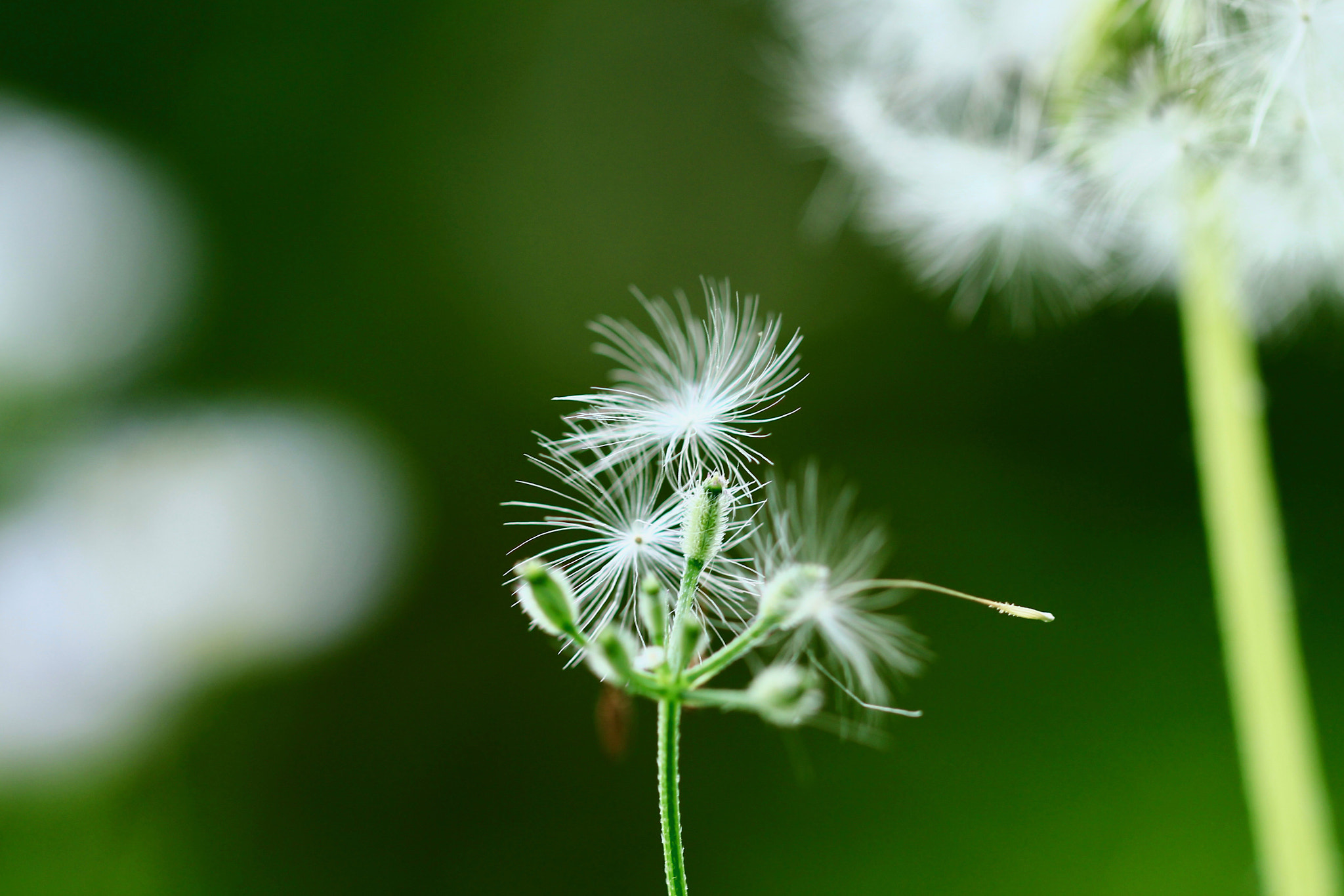 Canon EOS 700D (EOS Rebel T5i / EOS Kiss X7i) sample photo. Fluffy headdress... photography