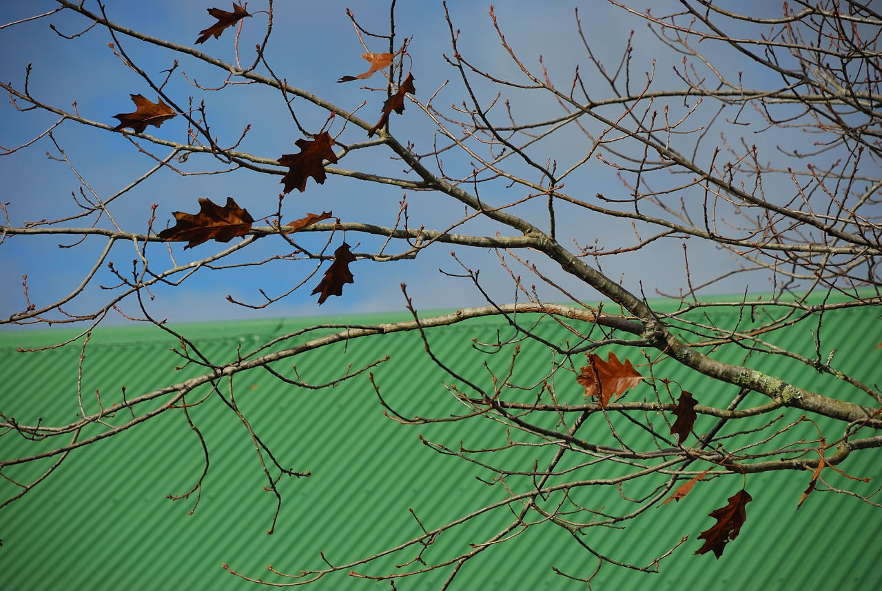 Nikon D80 sample photo. Last leaves of autumn photography