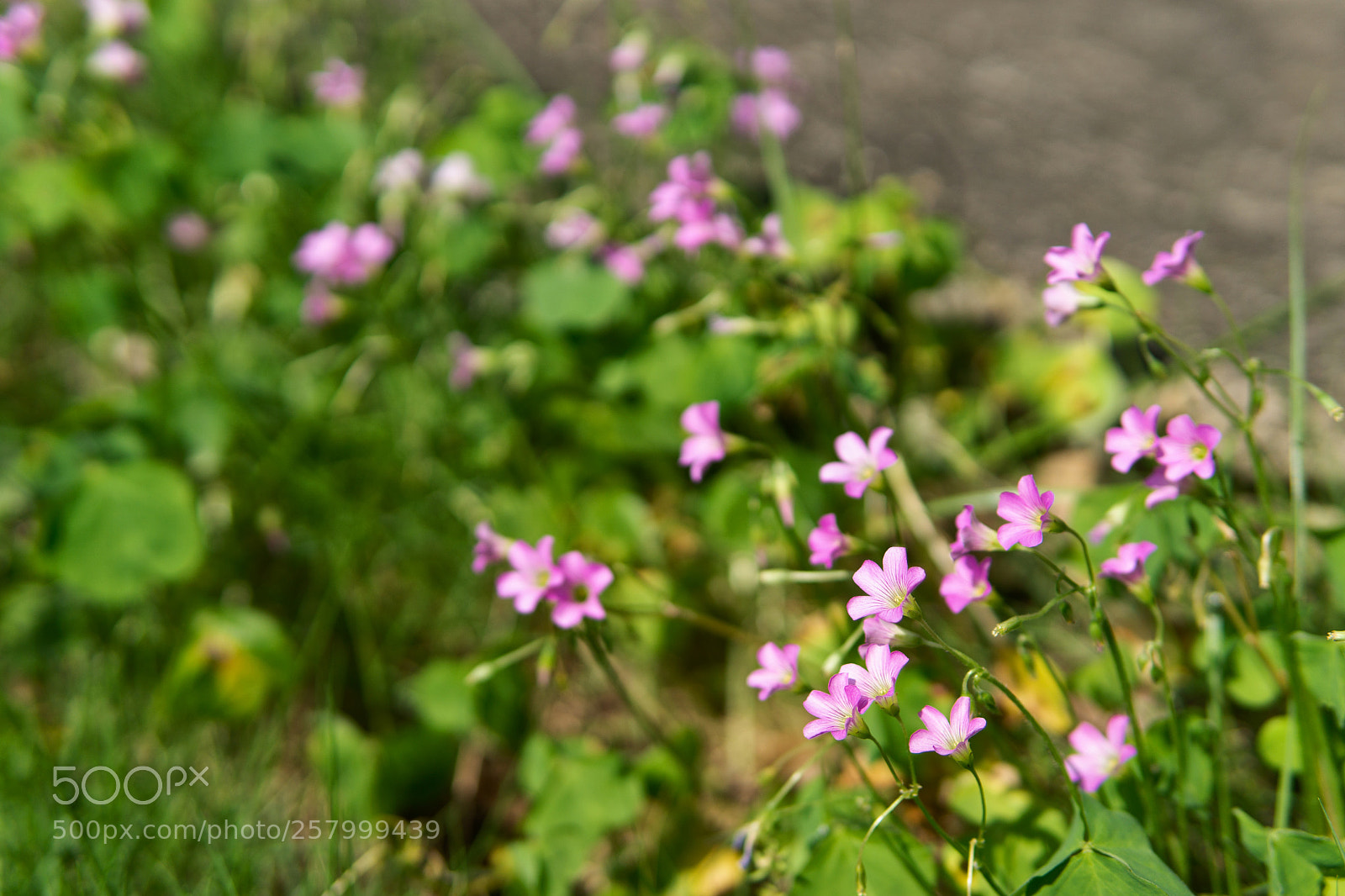 Sony a6000 sample photo. Dsc photography