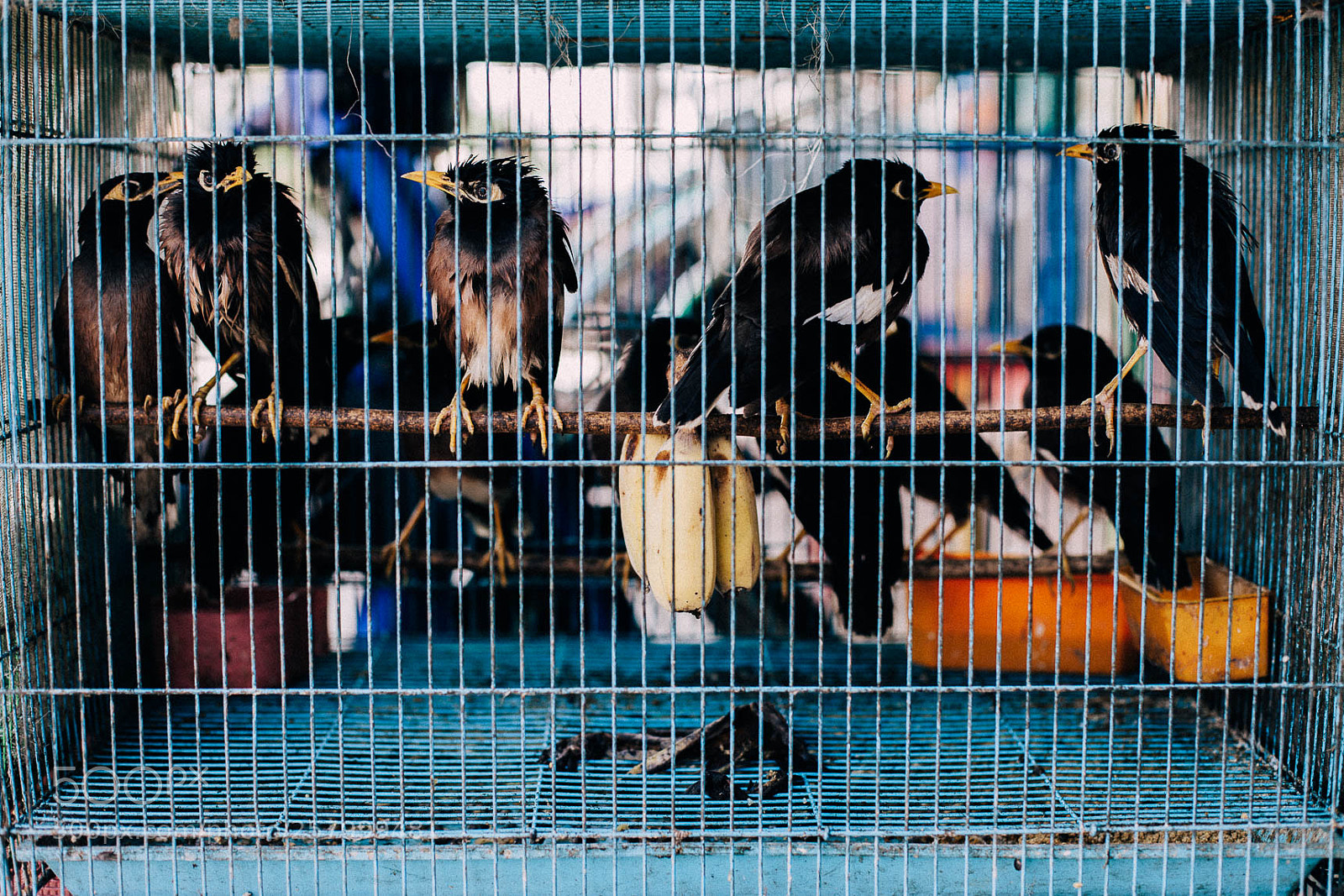 Canon EOS 5D Mark II sample photo. Vie photography