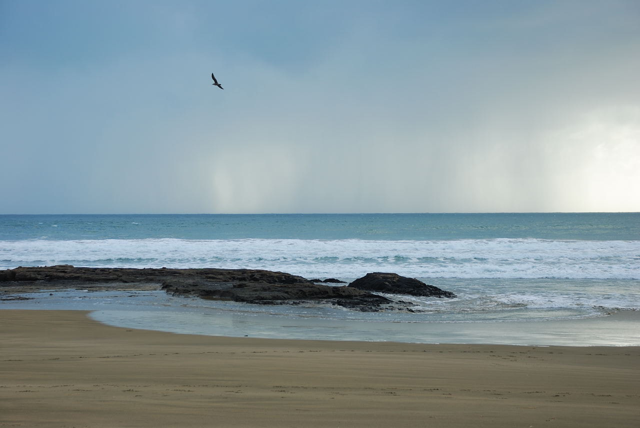 Nikon D80 sample photo. Lone gull photography