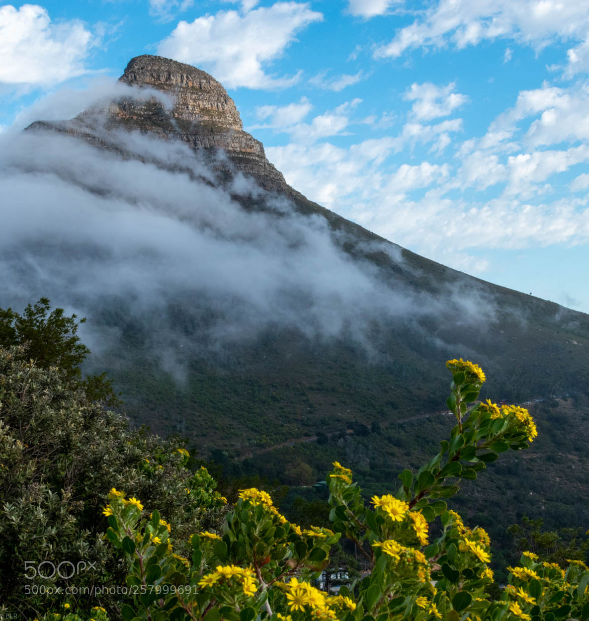 Nikon D5600 sample photo. Lion's head photography
