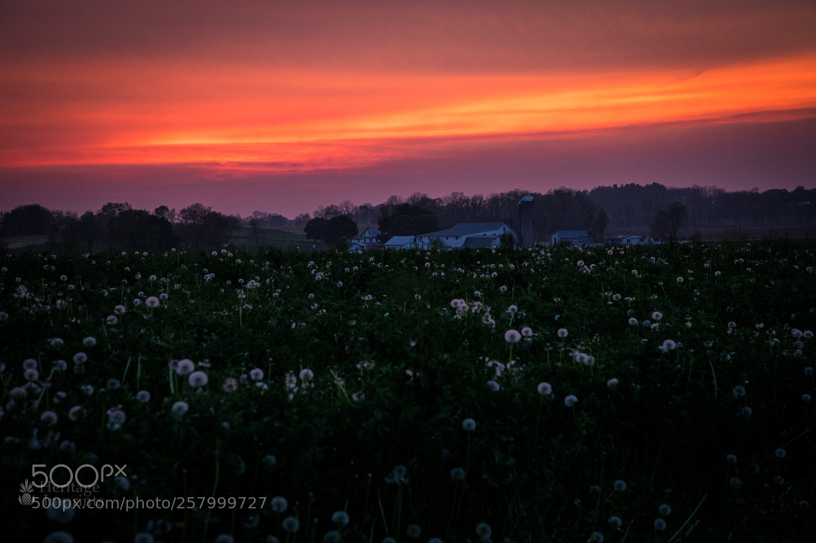 Canon EOS 5D Mark IV sample photo. Dandelion seeds at sunset photography