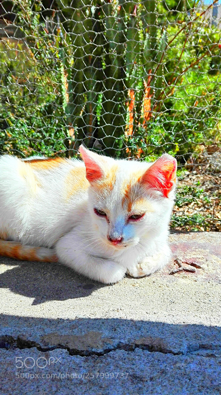 HUAWEI P8 Lite sample photo. Untitled photography