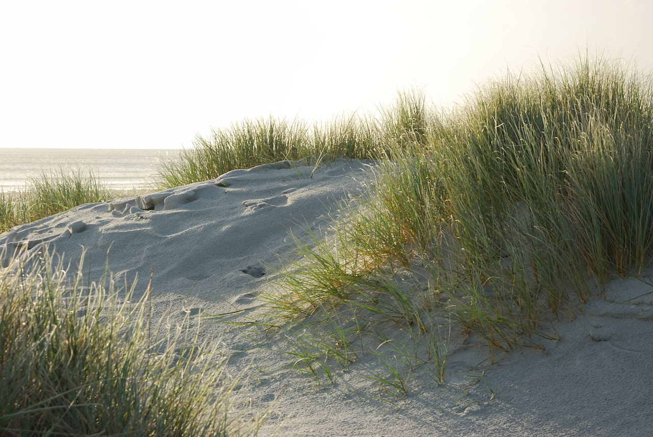 Nikon D80 sample photo. Sand dunes of northland, nz photography