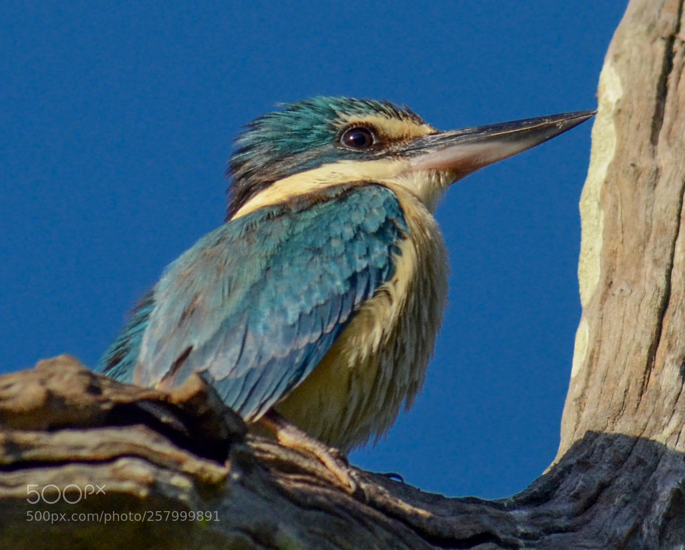 Nikon D7000 sample photo. Kingfisher photography