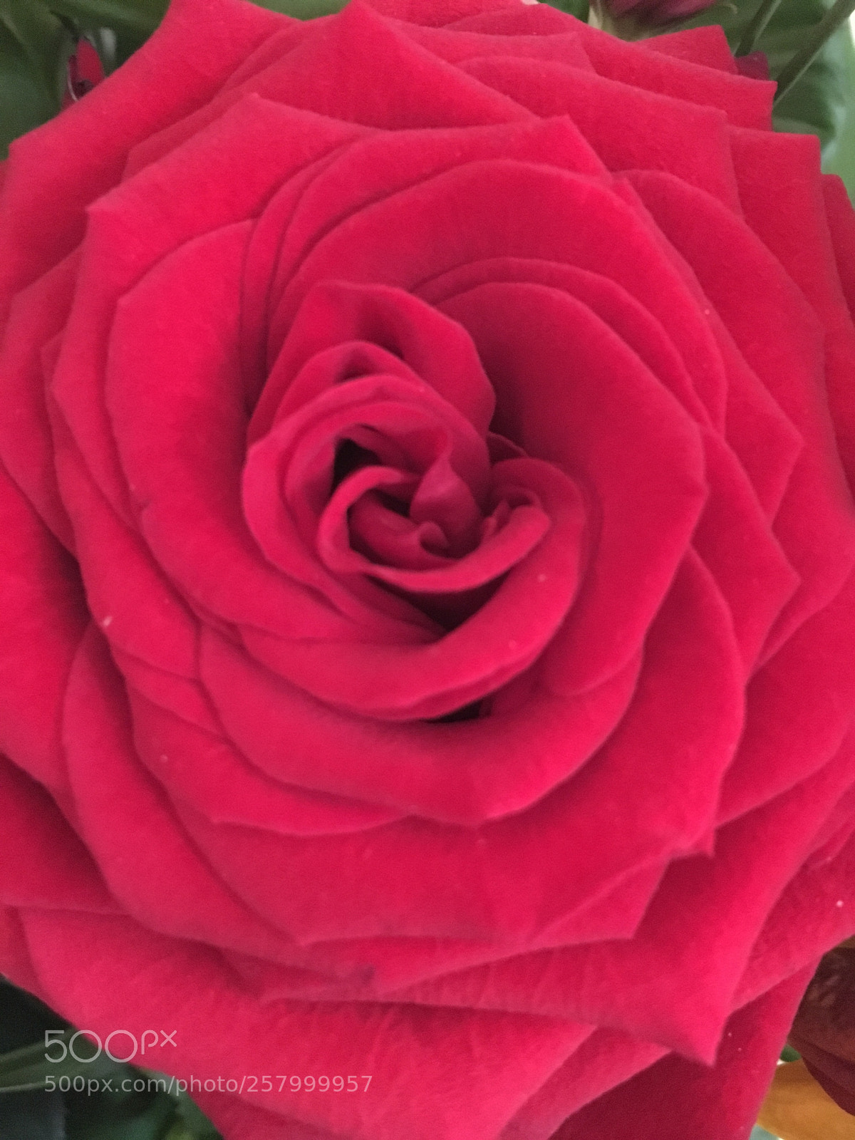 Apple iPhone 6s sample photo. Red  photography