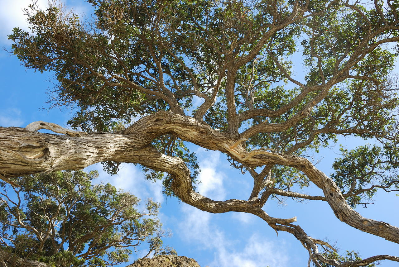 Nikon D80 sample photo. Coastal tree canopy photography