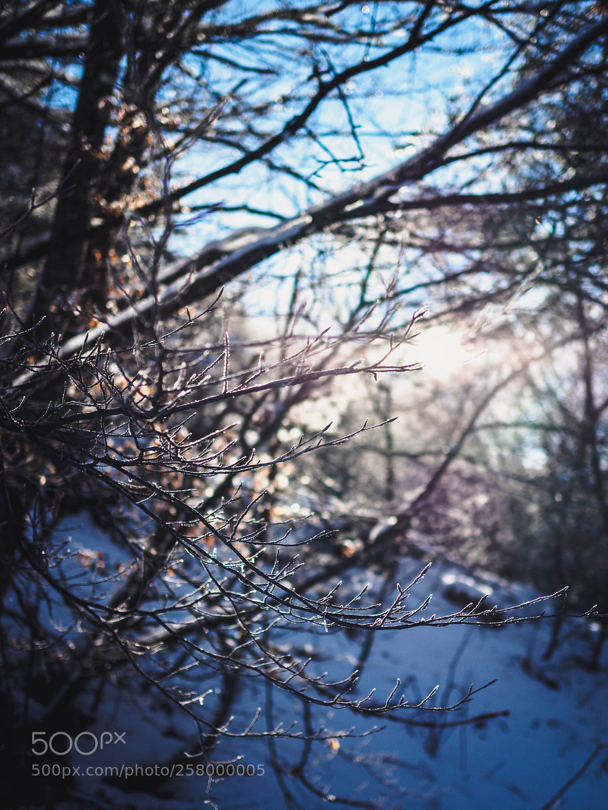 Olympus OM-D E-M5 II sample photo. Snowshine photography