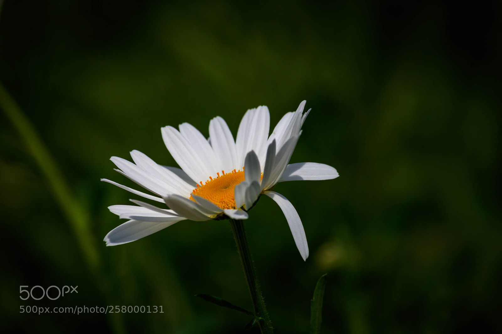 Canon EOS 750D (EOS Rebel T6i / EOS Kiss X8i) sample photo. Untitled photography