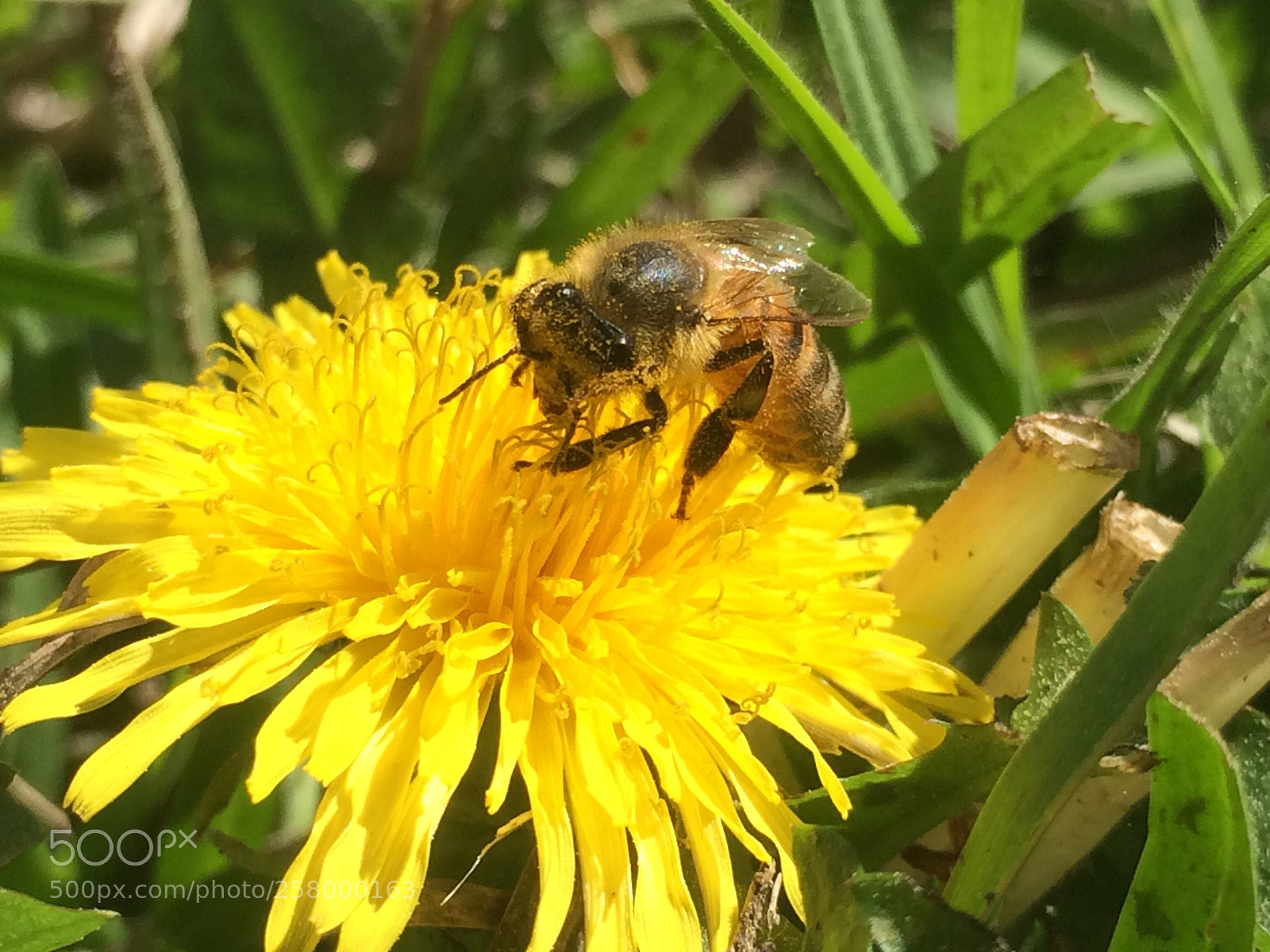 Apple iPhone 5s sample photo. Honey please photography