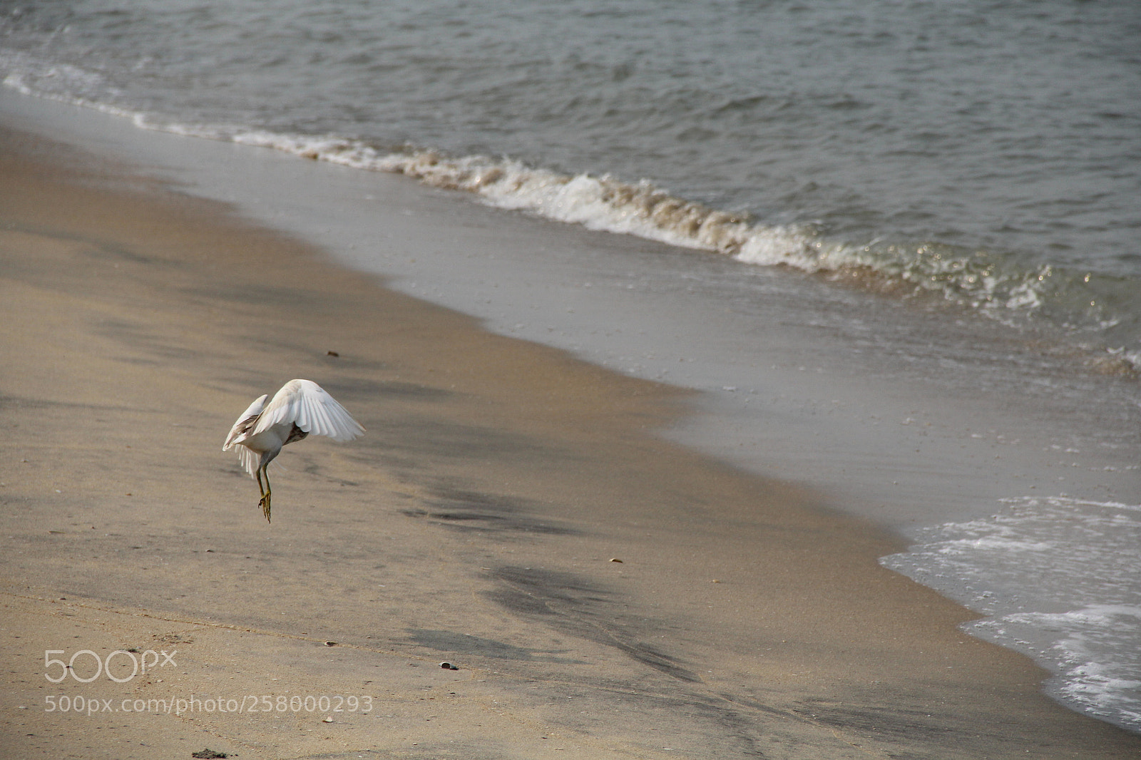 Canon EF-S 18-135mm F3.5-5.6 IS sample photo. Beach flight photography