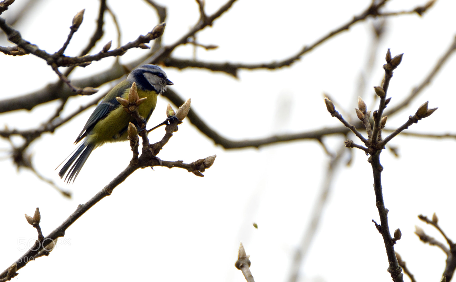 Nikon D7000 sample photo. Herrerillo. photography