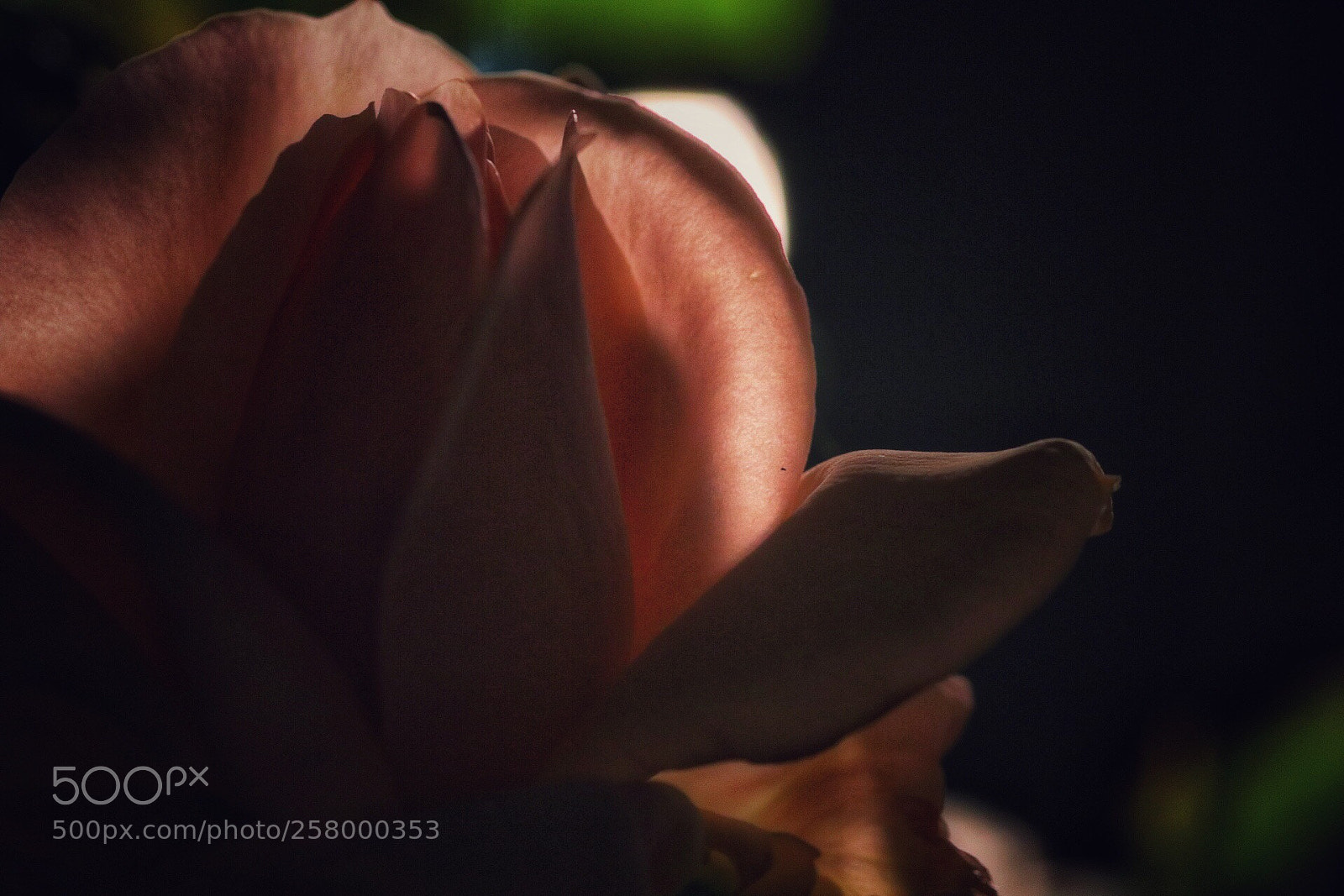 Canon EOS 80D sample photo. Like female skin. photography