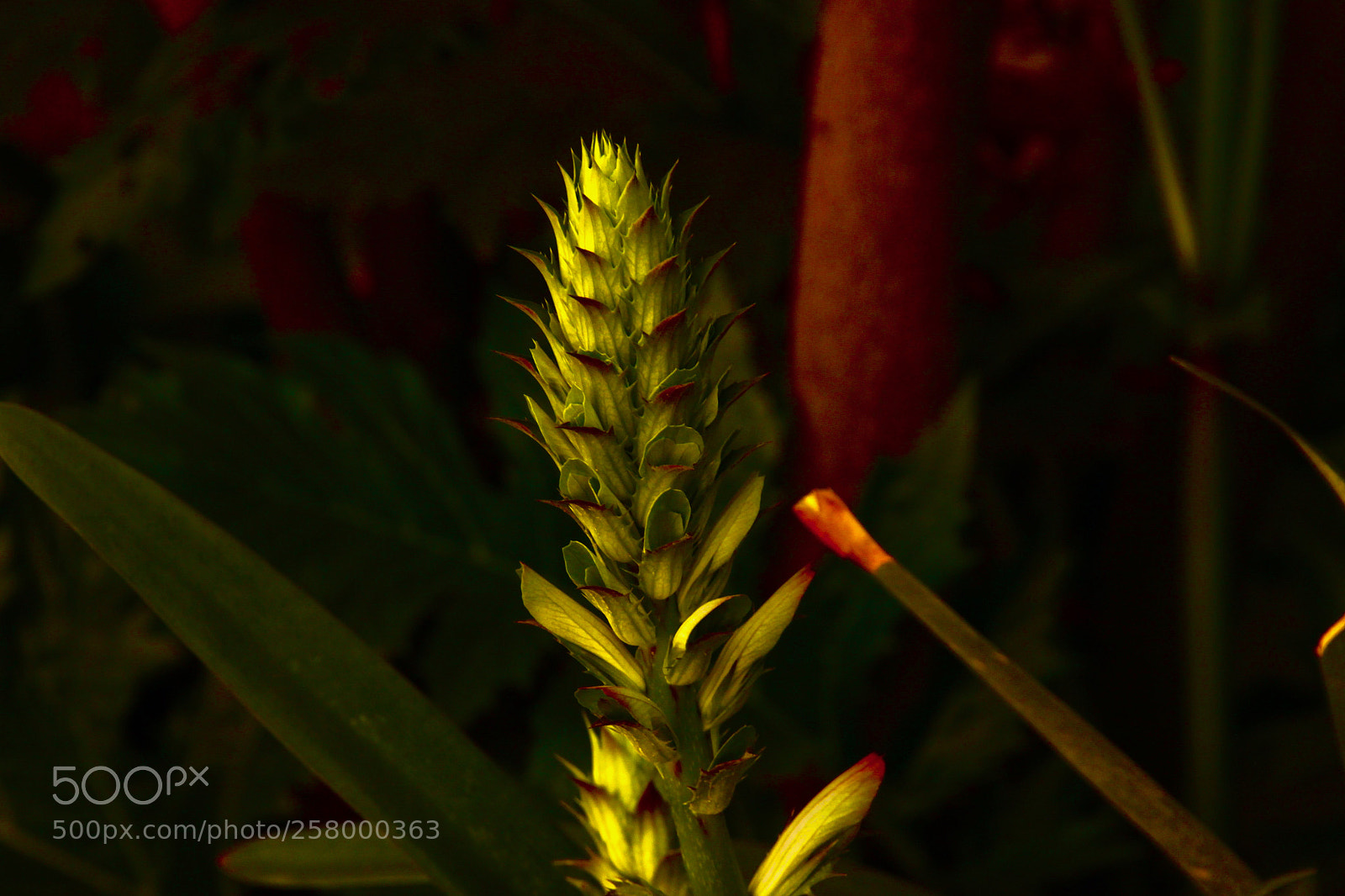 Canon EOS 500D (EOS Rebel T1i / EOS Kiss X3) sample photo. Flor de acanto photography