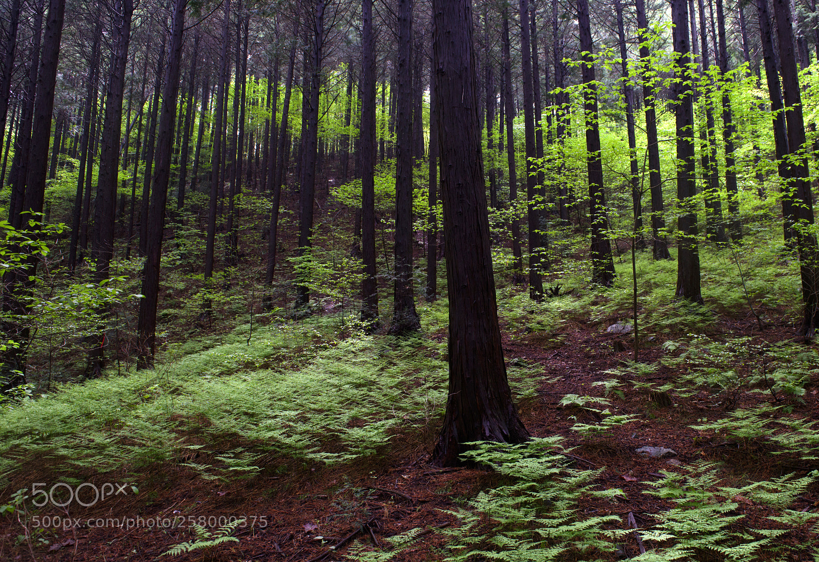 Nikon D810 sample photo. Colors of spring photography