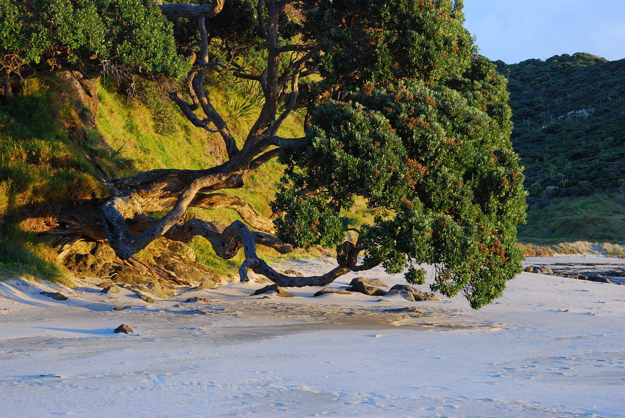 Nikon D80 sample photo. Pohutakawa tree photography