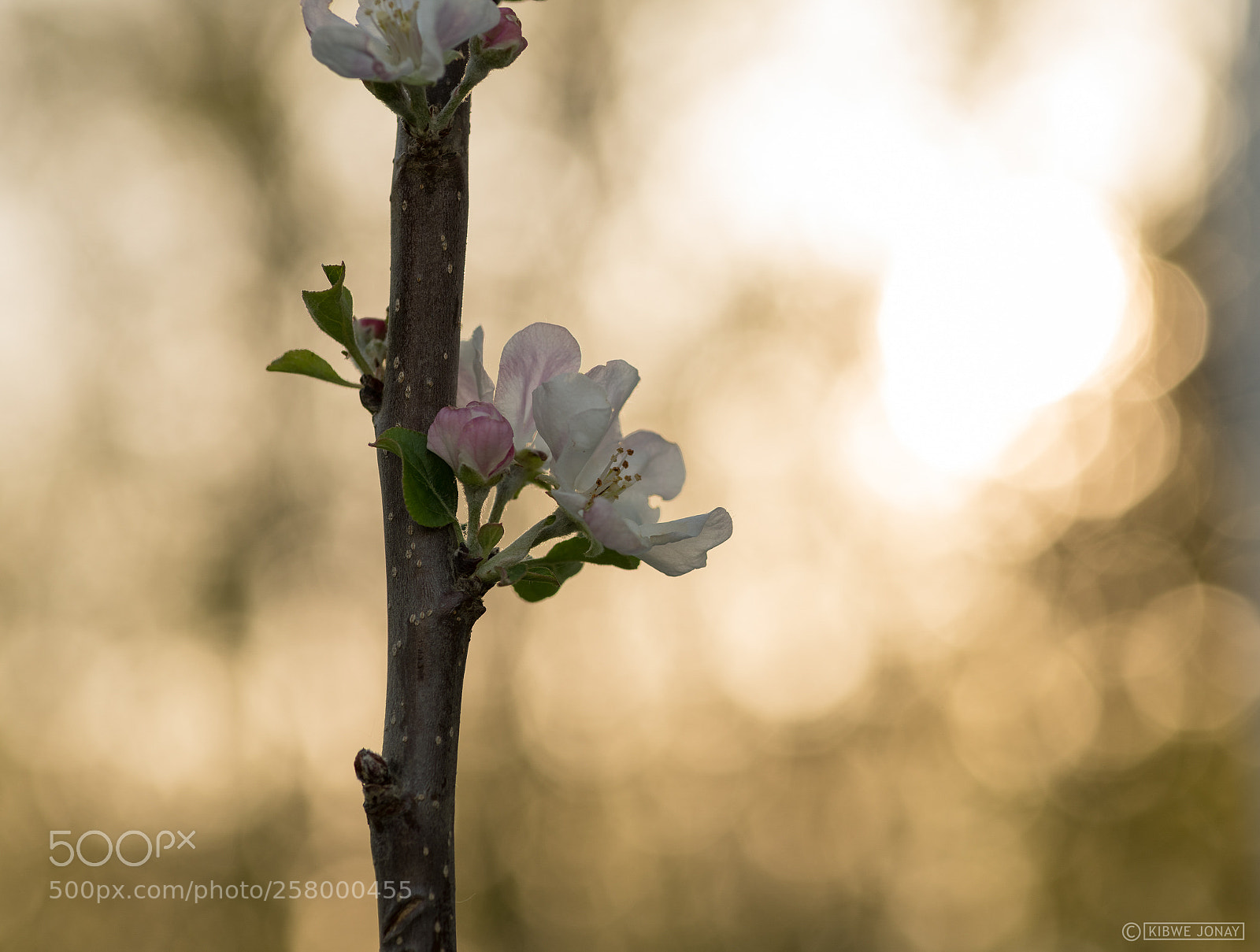 Nikon D850 sample photo. Apple blossum #1 photography