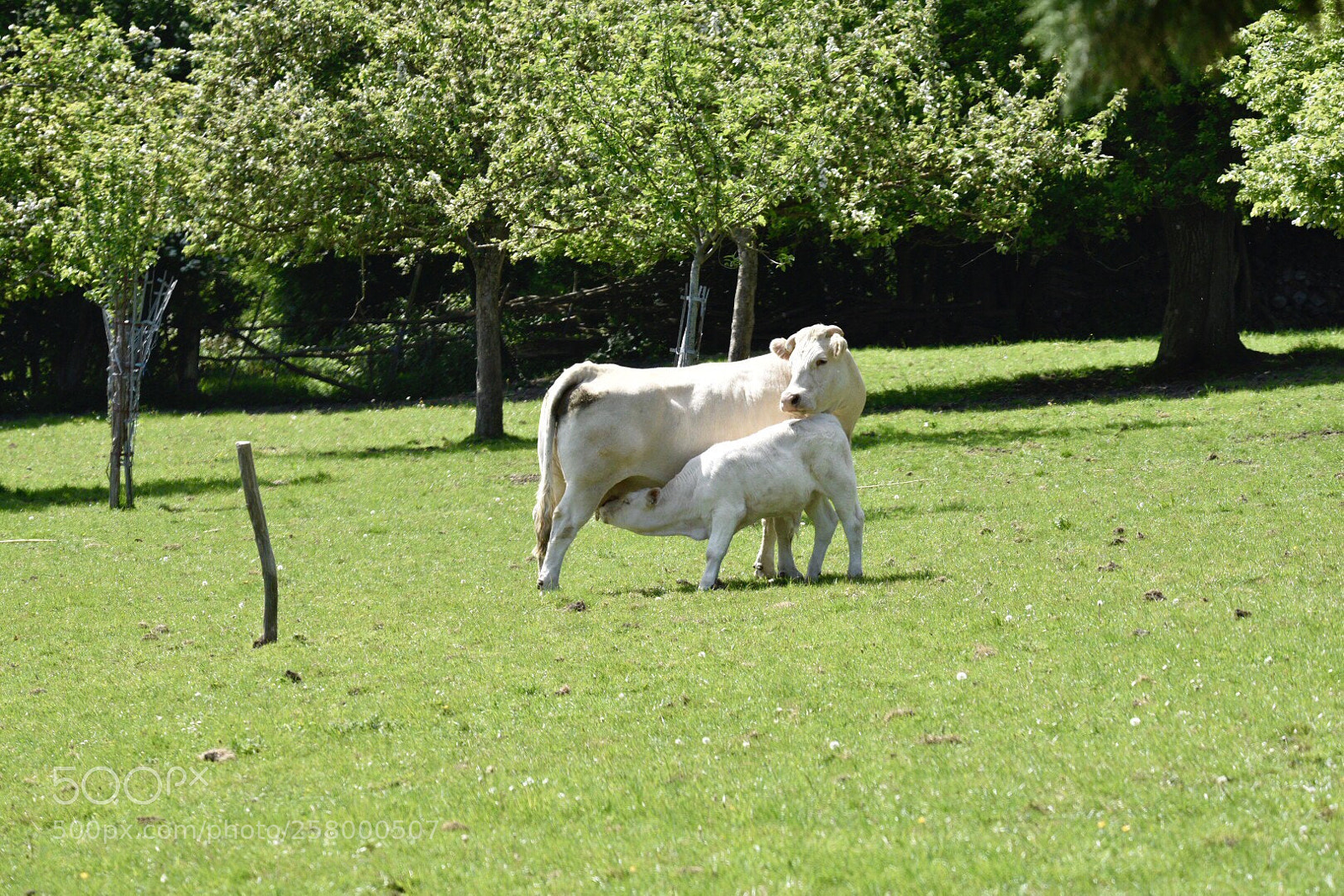 Nikon D750 sample photo. La vache et le photography