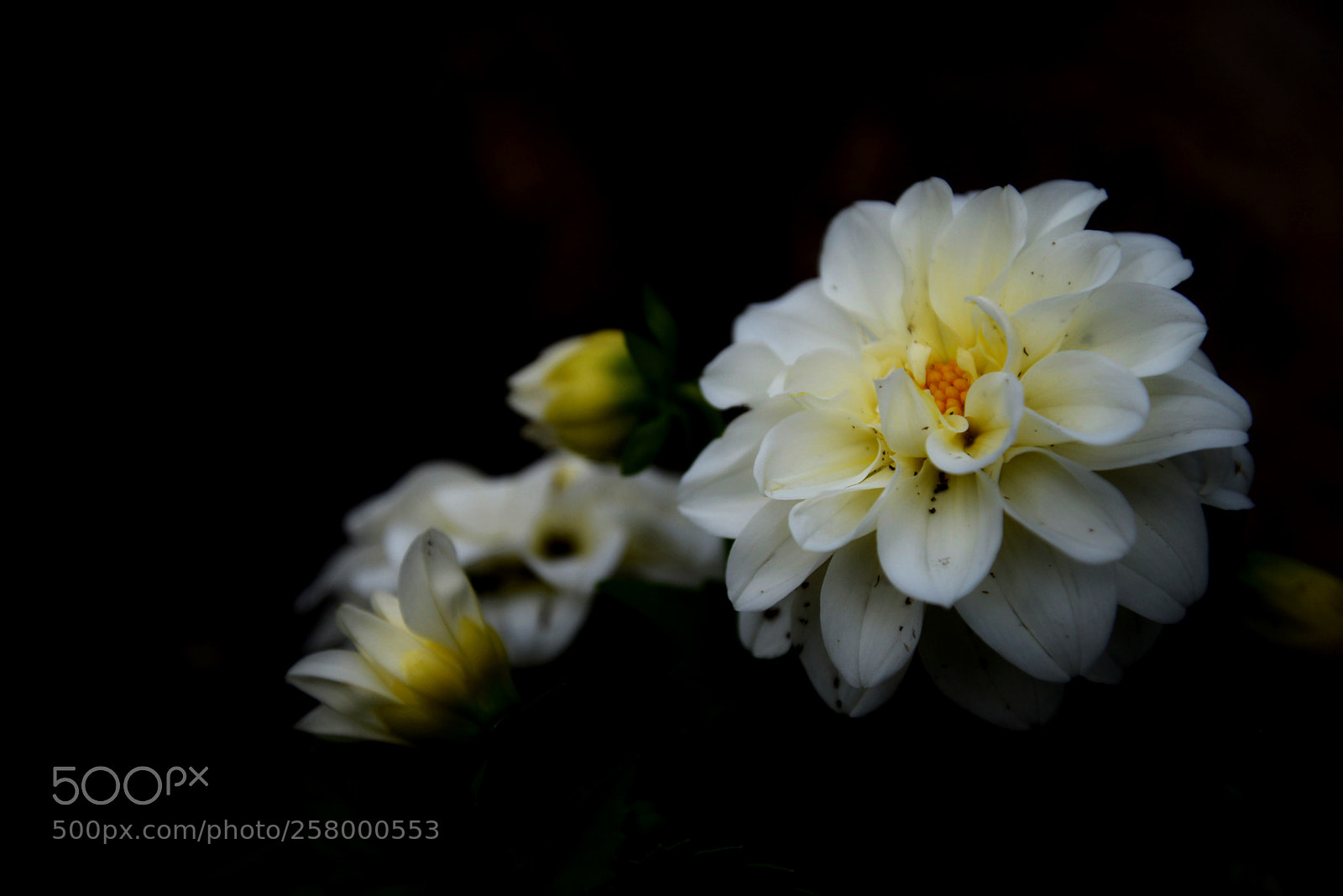 Nikon D600 sample photo. White flowers photography