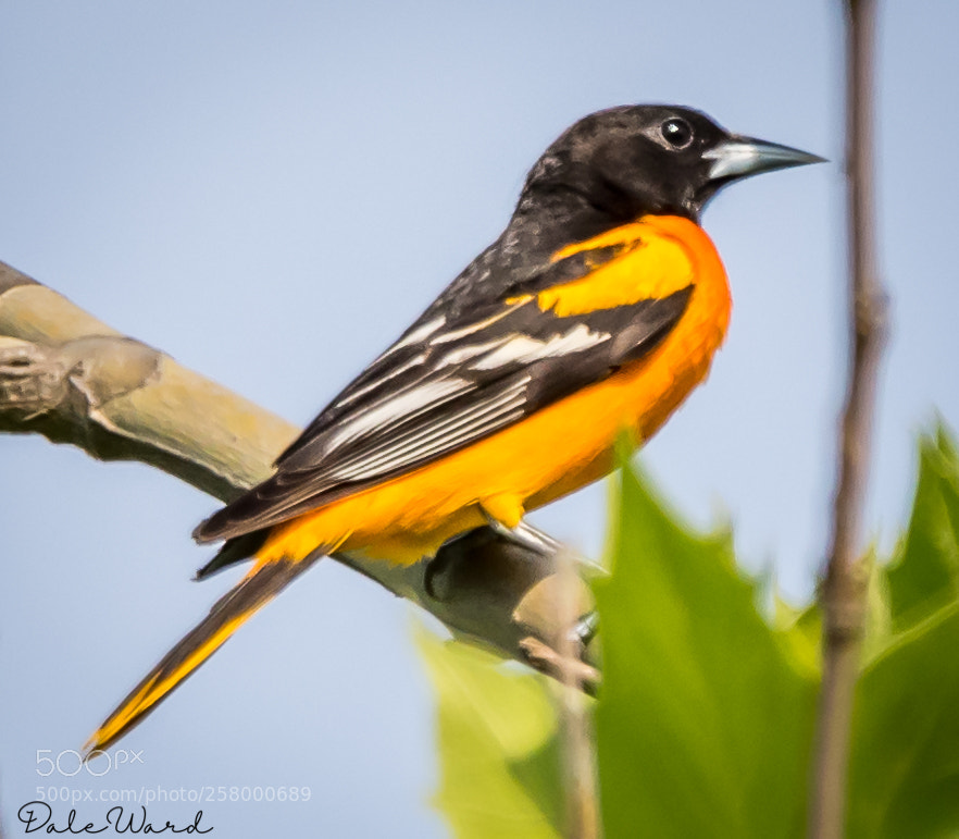 Nikon D500 sample photo. Baltimore oriole photography
