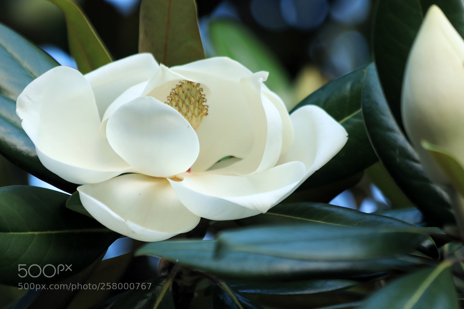 Canon EOS 5D Mark IV sample photo. Flowers photography
