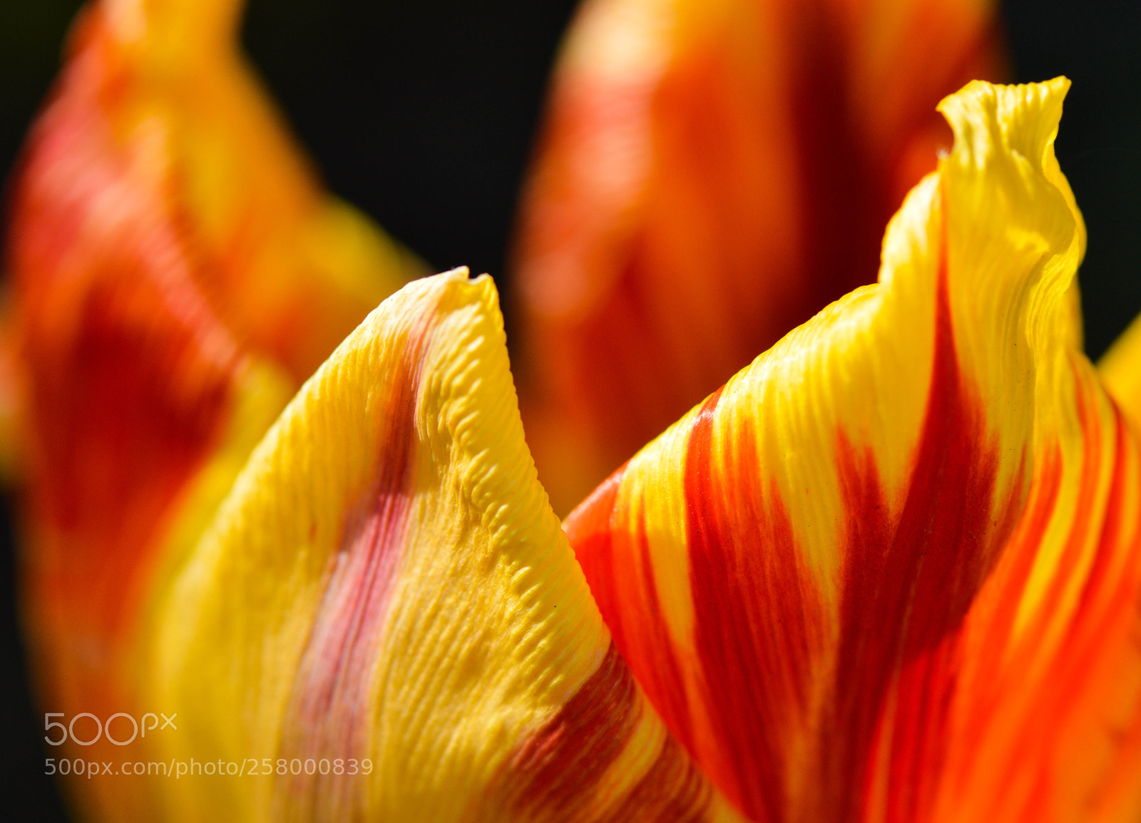 Nikon D3200 sample photo. Tulip flames photography