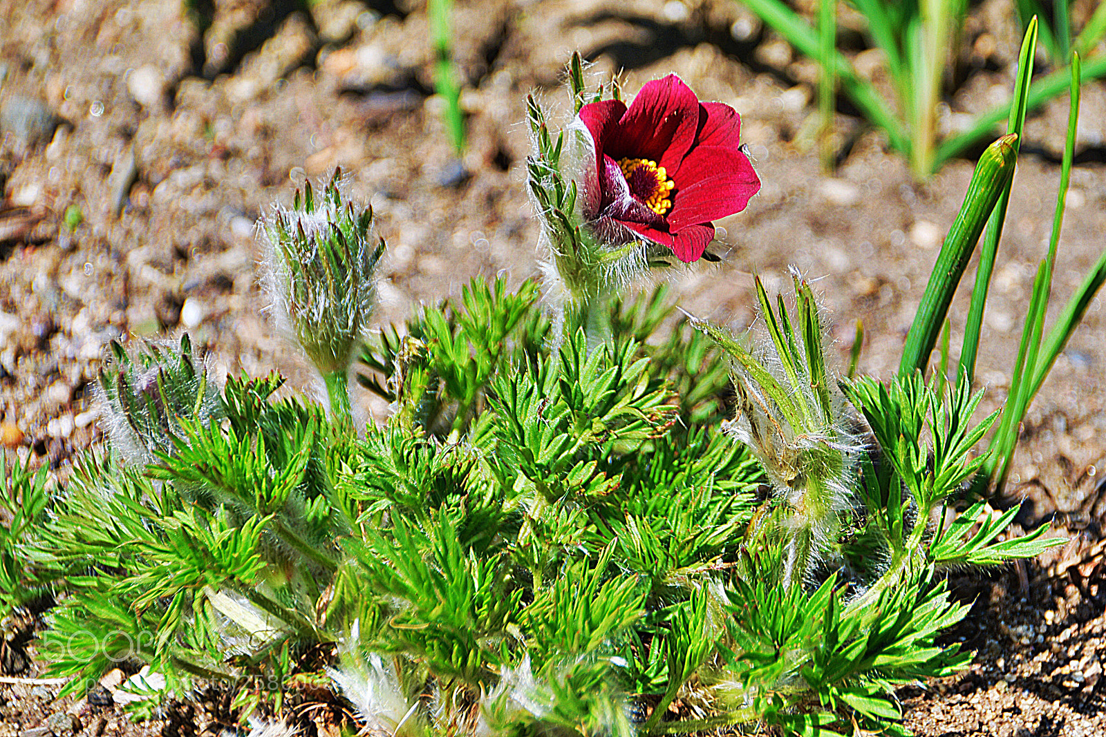 Nikon D7100 sample photo. Jolie fleur photography