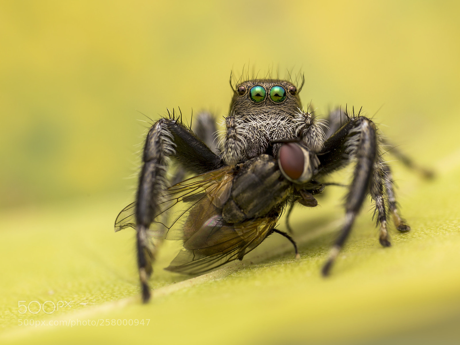 Canon EOS 6D sample photo. Jumping spider photography