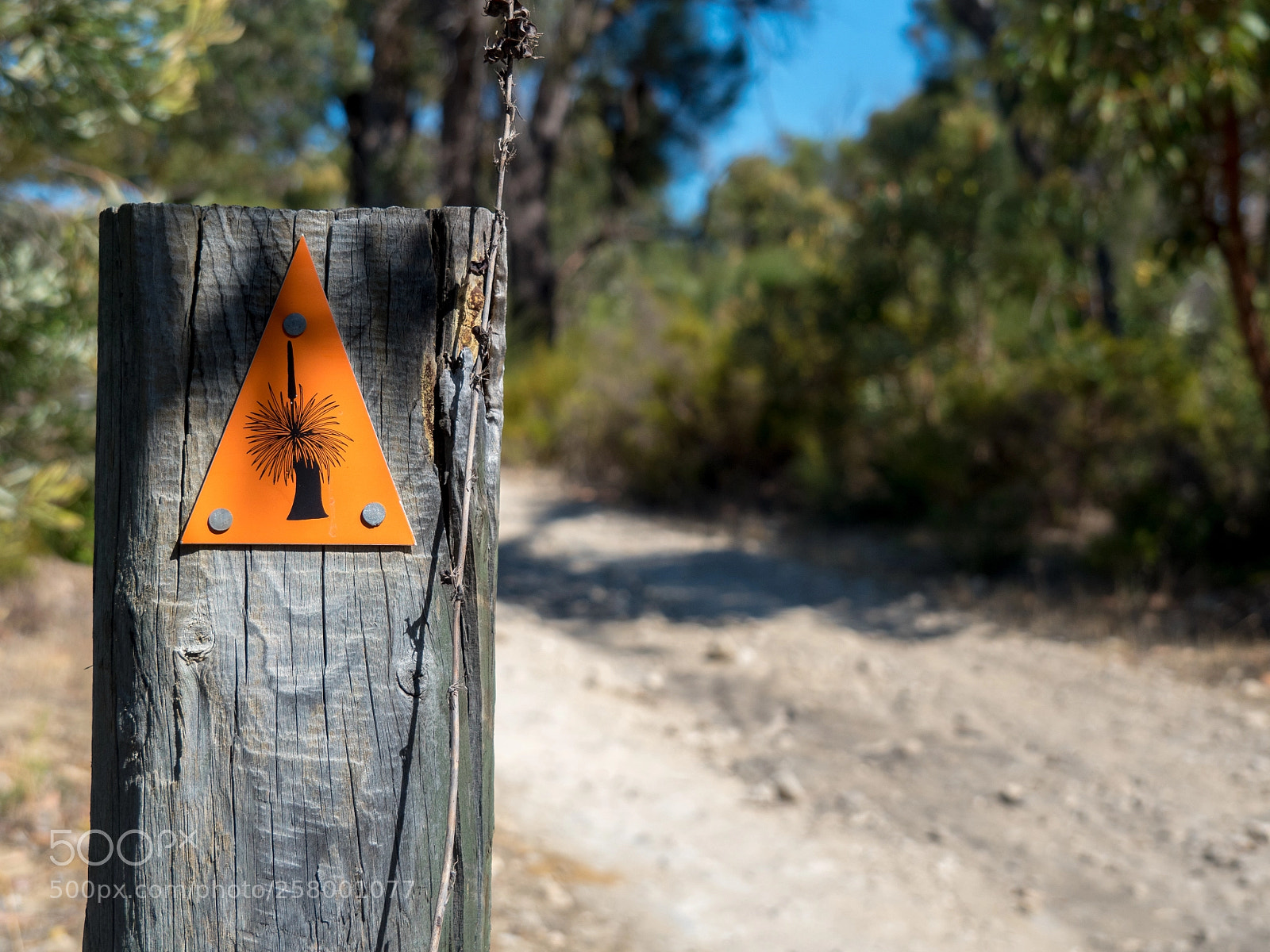 Olympus OM-D E-M5 II sample photo. Yaberoo budjara heritage trail photography