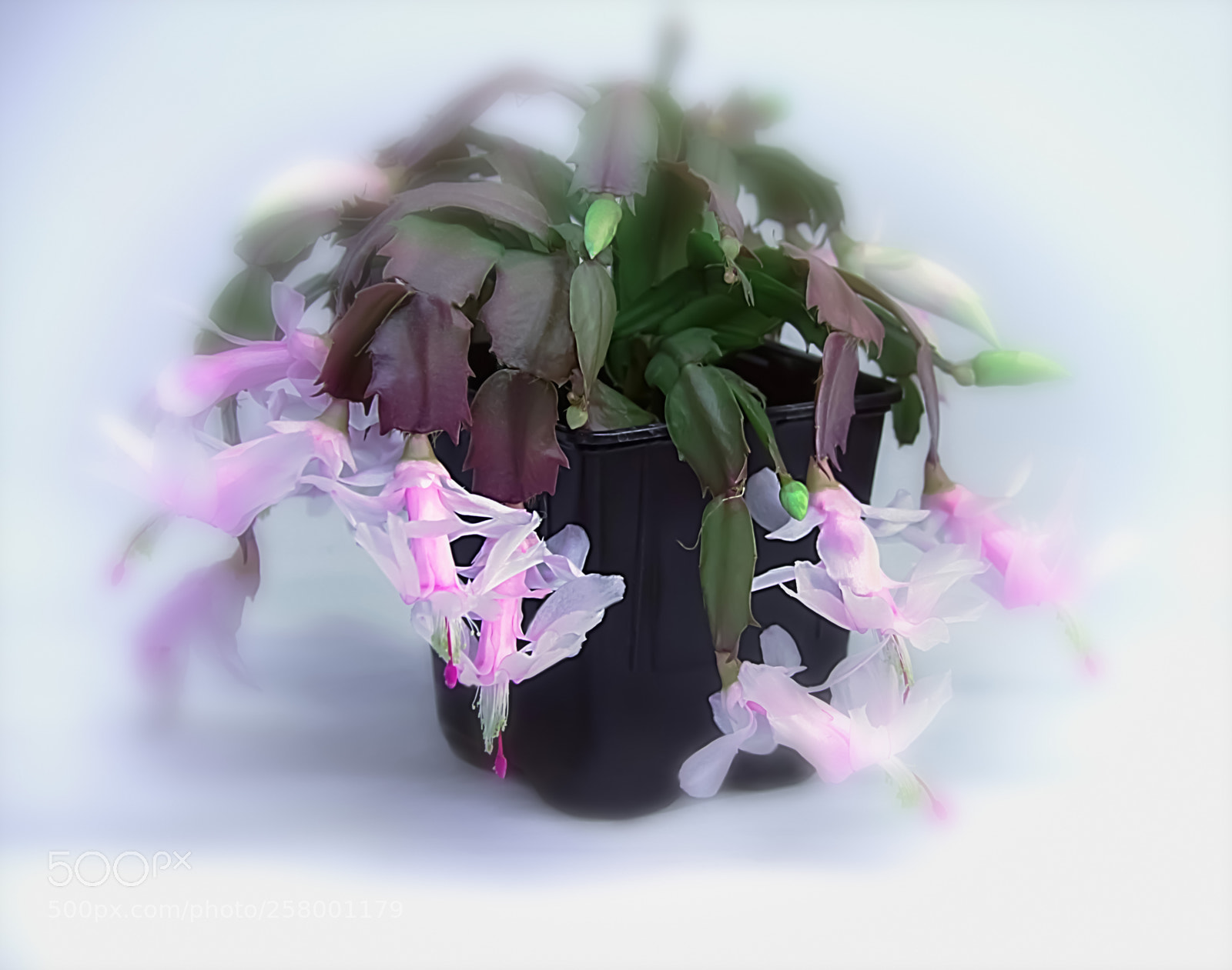 Canon EOS 7D sample photo. Pink christmas cactus photography