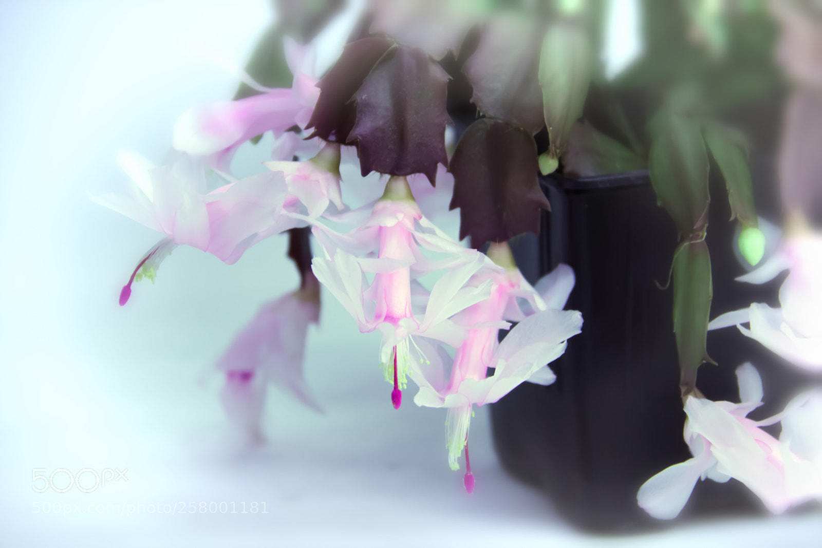Canon EOS 7D sample photo. Christmas cactus photography